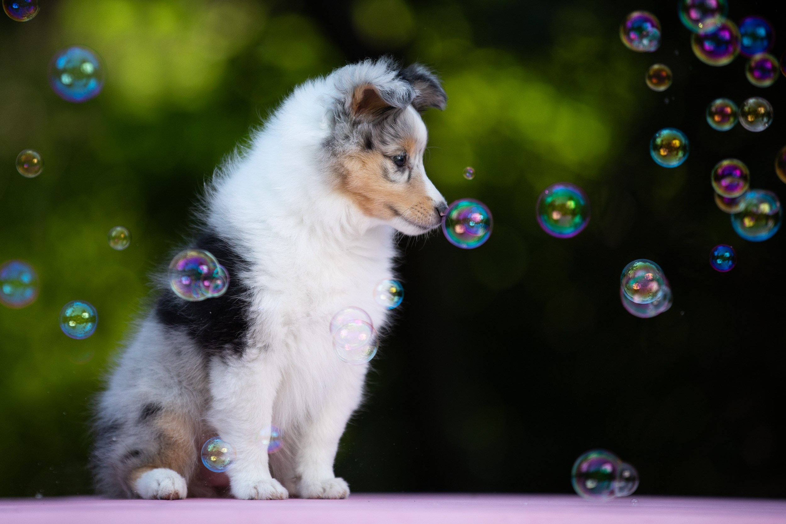 Фото щенков в мыльных пузырях. Фотограф-анималист в Москве и Московской области Татьяна Фролова
