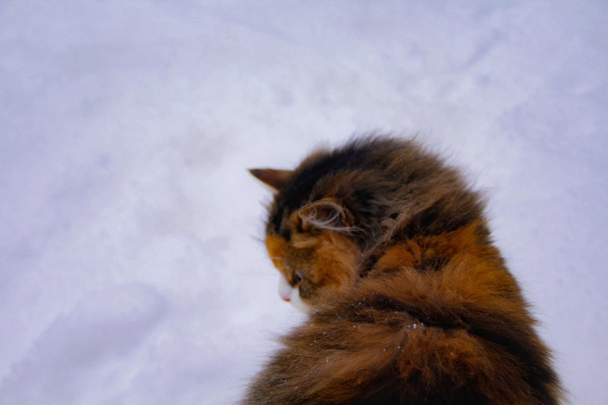 Зимние ветры дуют с озера. Натали. Janie valde |photographer & visual artist