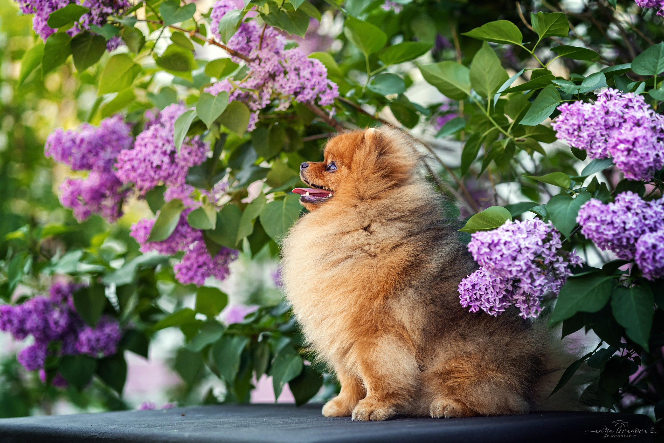 Сирень. Фотограф анималист Аня Ливанова | Рыбинск