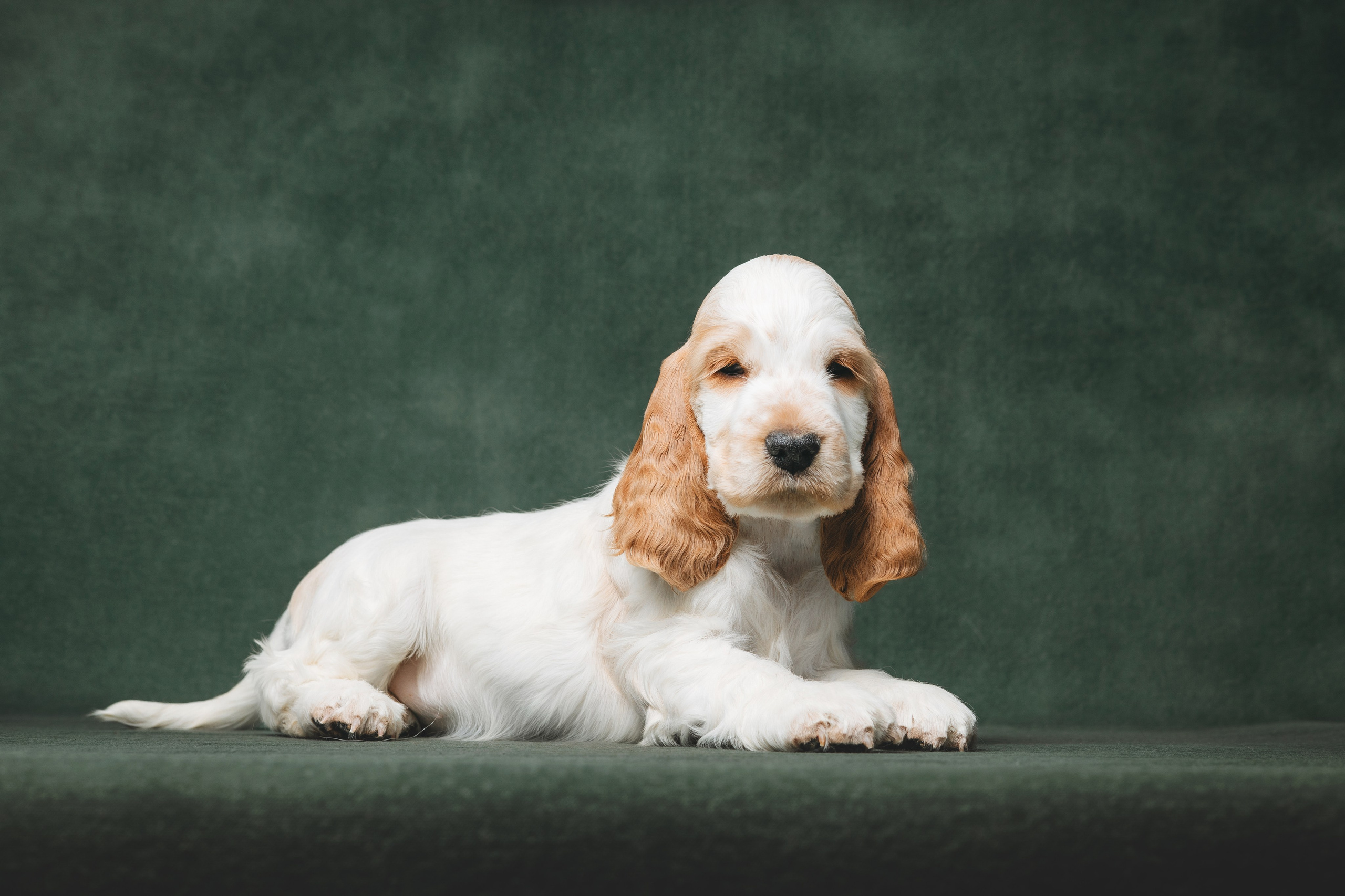 Английские коккер-спаниели. Фотограф анималист Осипчикова Мария