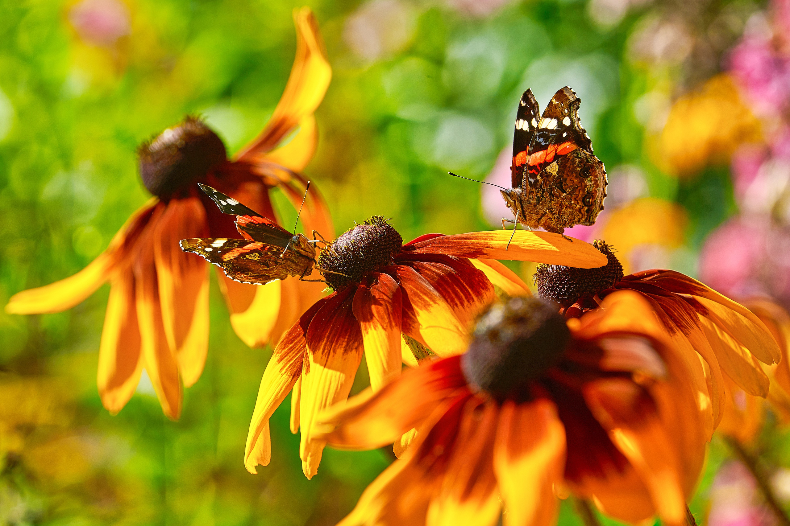 Наша мать — природа. Фотограф Владимир Артамонов