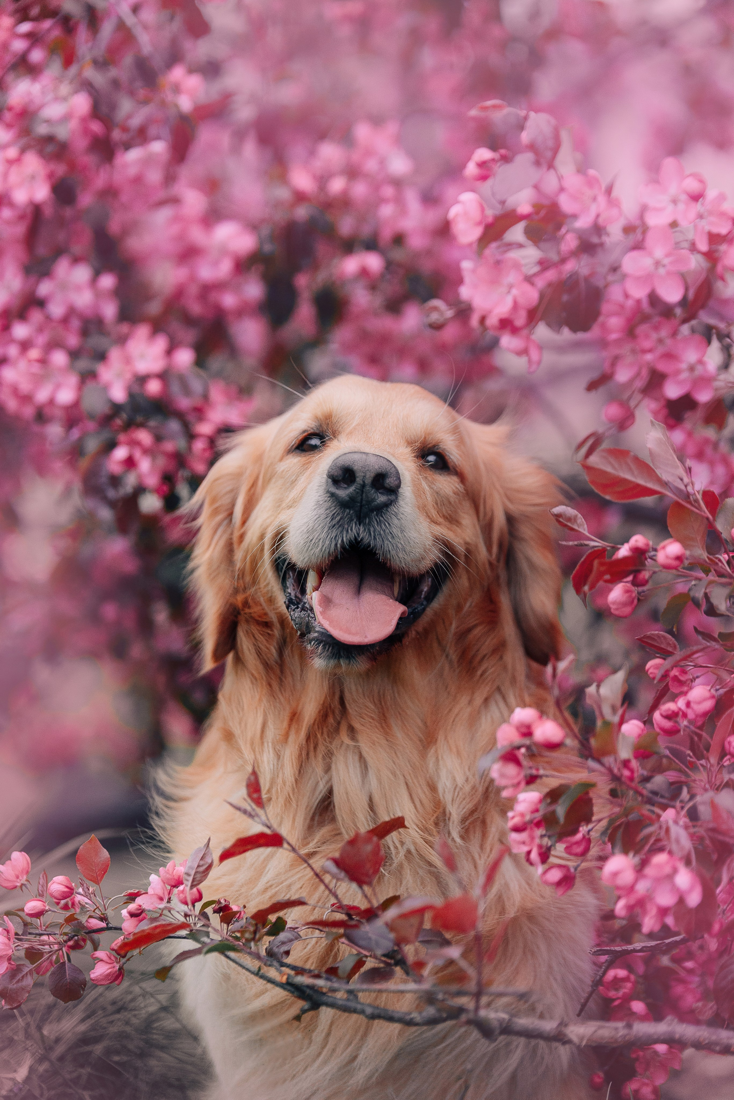 Питомец в кадре. Фотограф-анималист Анастасия Парфенова|Екатеринбург