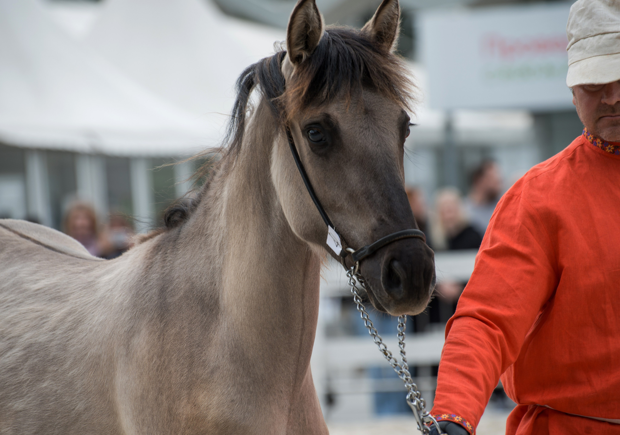 Эквирос. Конный фотограф в Саратове Юлия Иванова
