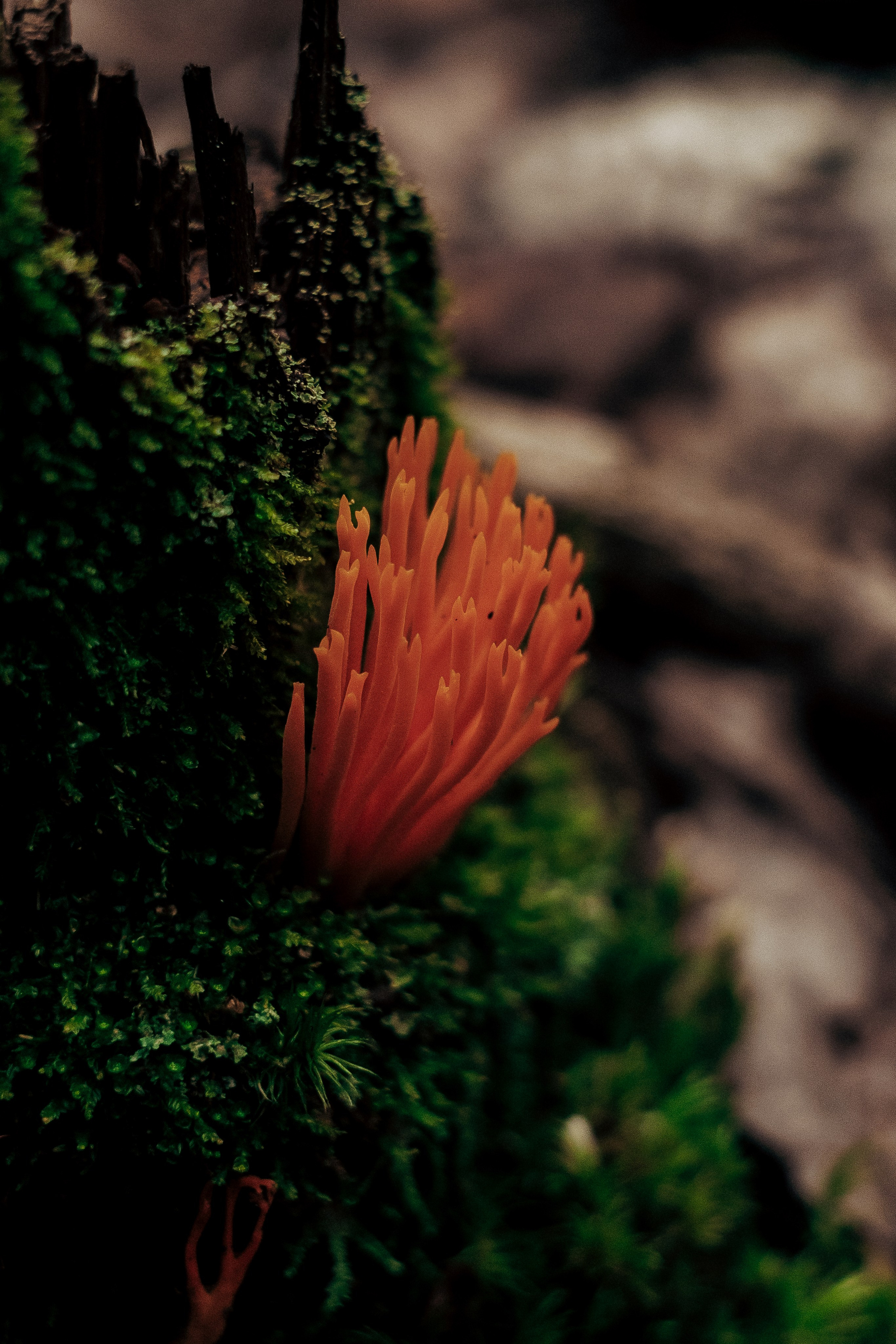 Фотосессия в лесу. Профессиональный фотограф в Санкт-Петербурге Александр Волосенцев