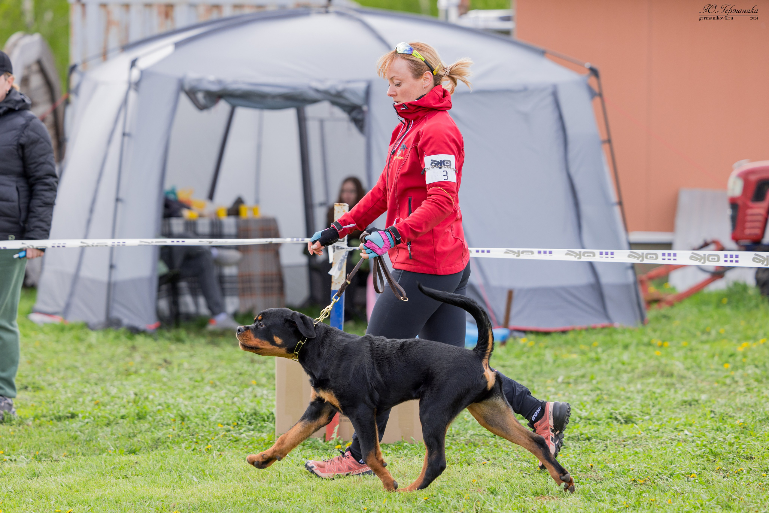 Нижний Новгород 11-12.05.2024 моно ротвейлеров. Фотограф-анималист Юлия Германика