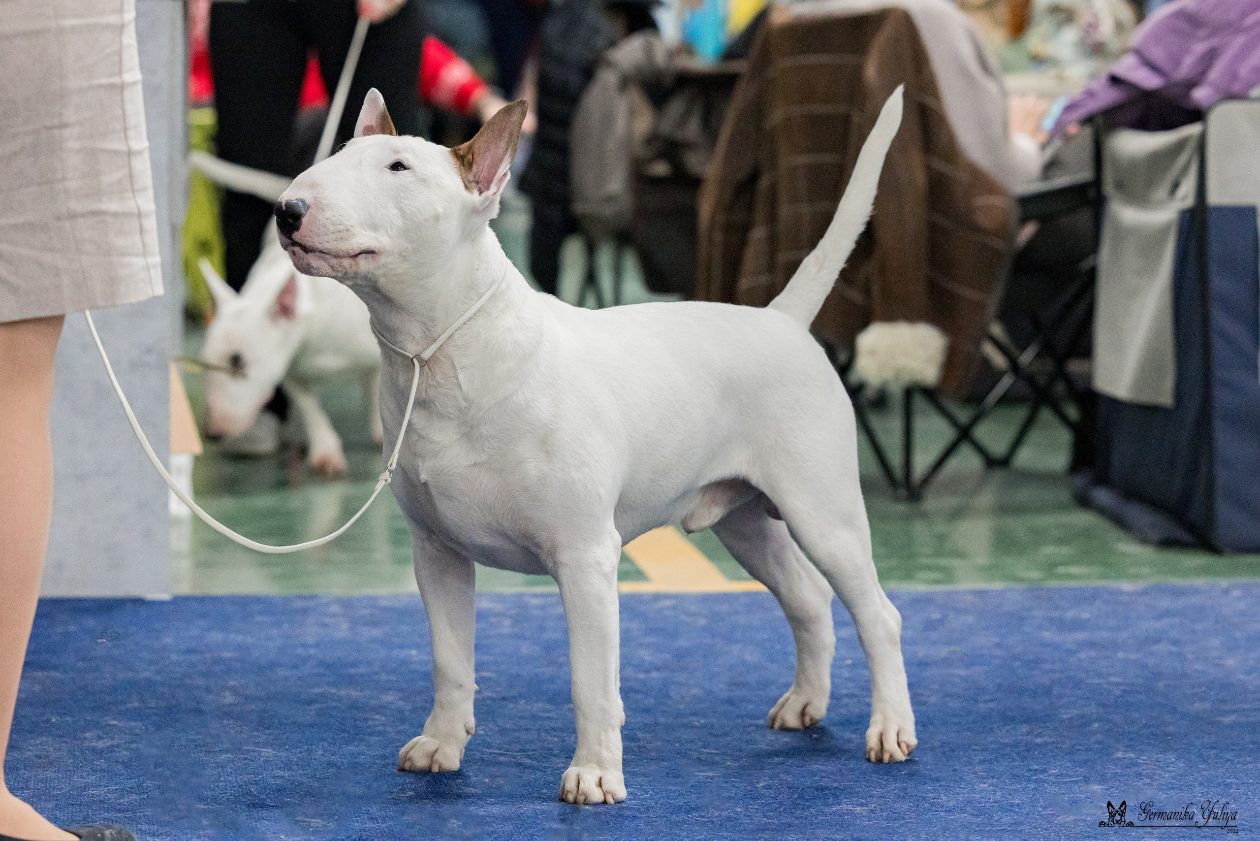 Сфера 28.01. и 4.02.2024. Фотограф-анималист Юлия Германика