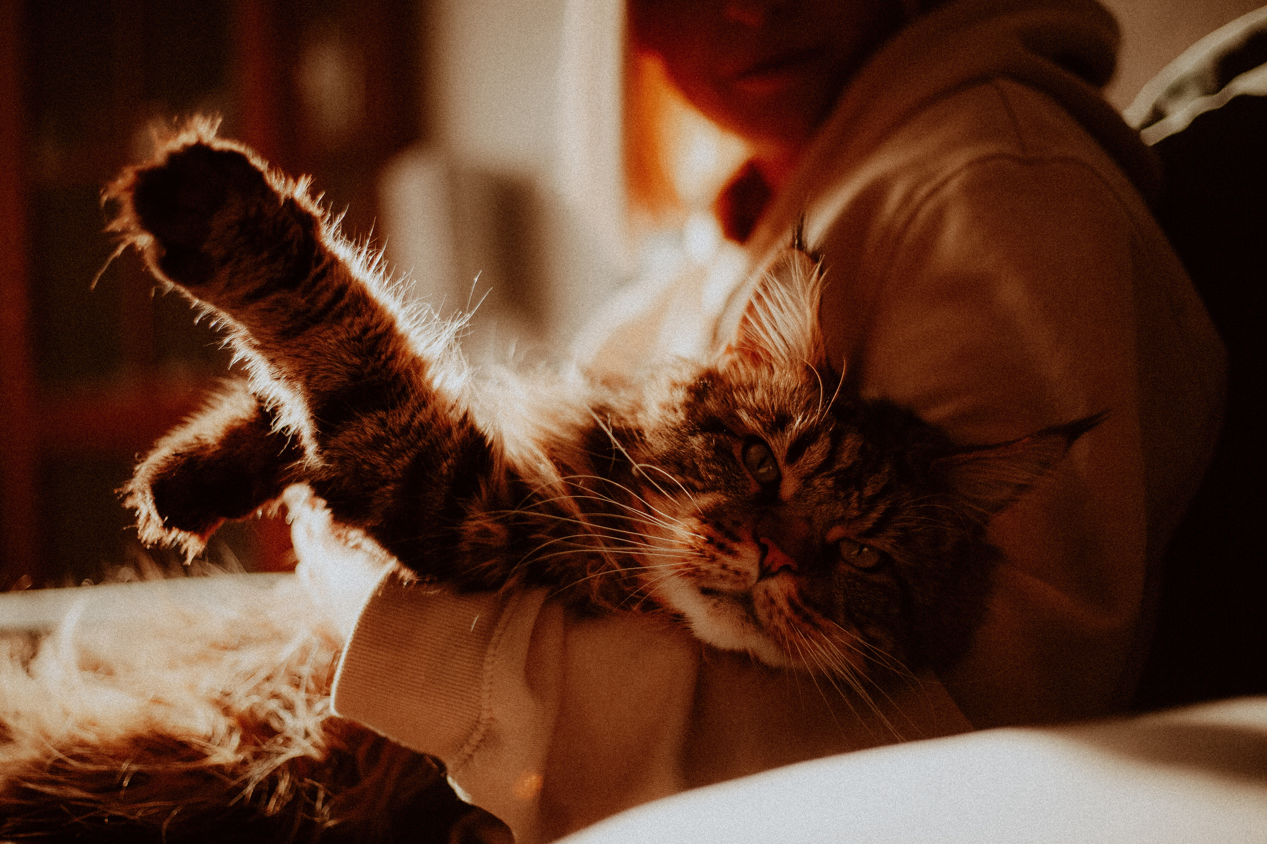 Маргарита, духи и кот. Главная