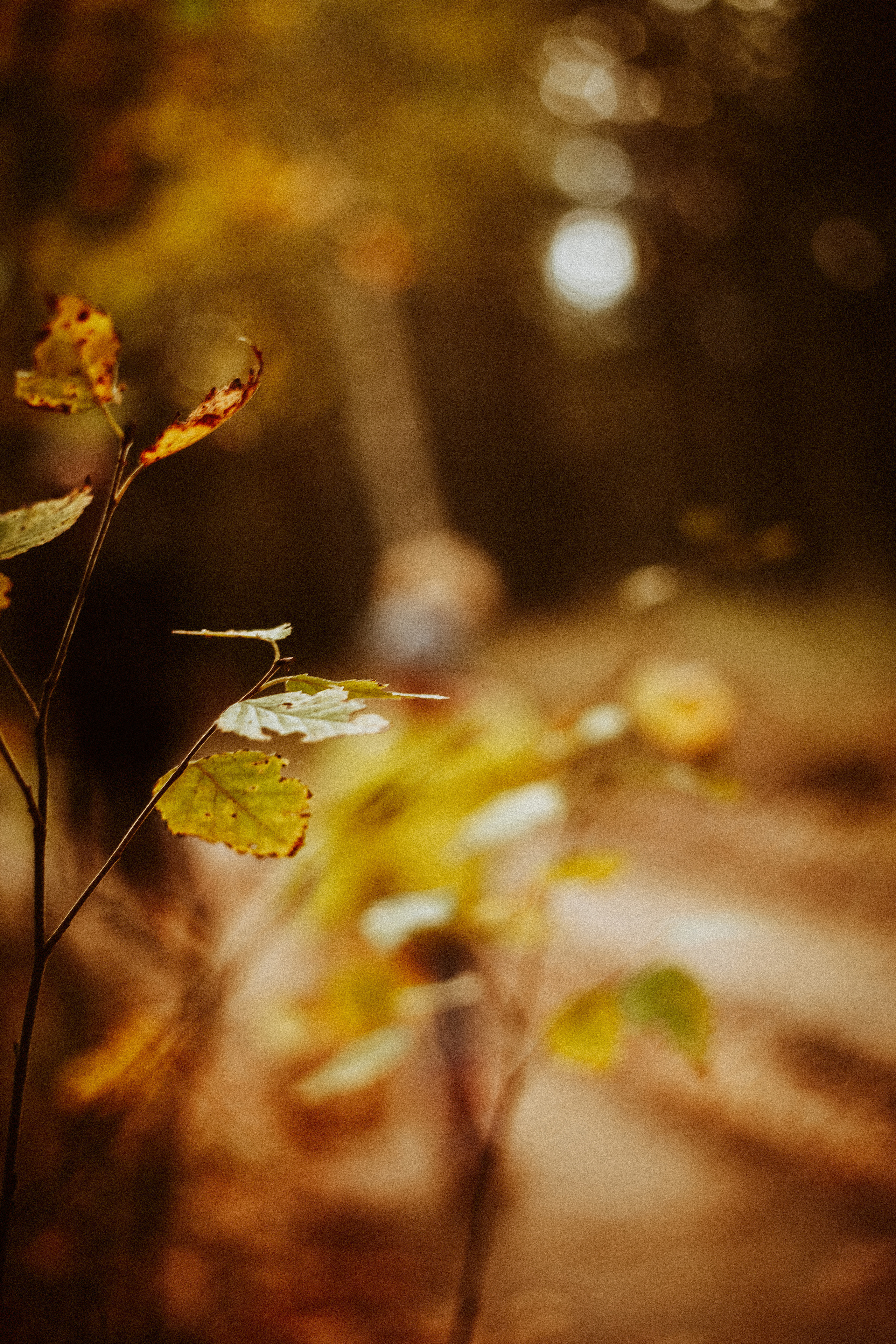 Семья Горбатенко, поездка в деревню. Главная