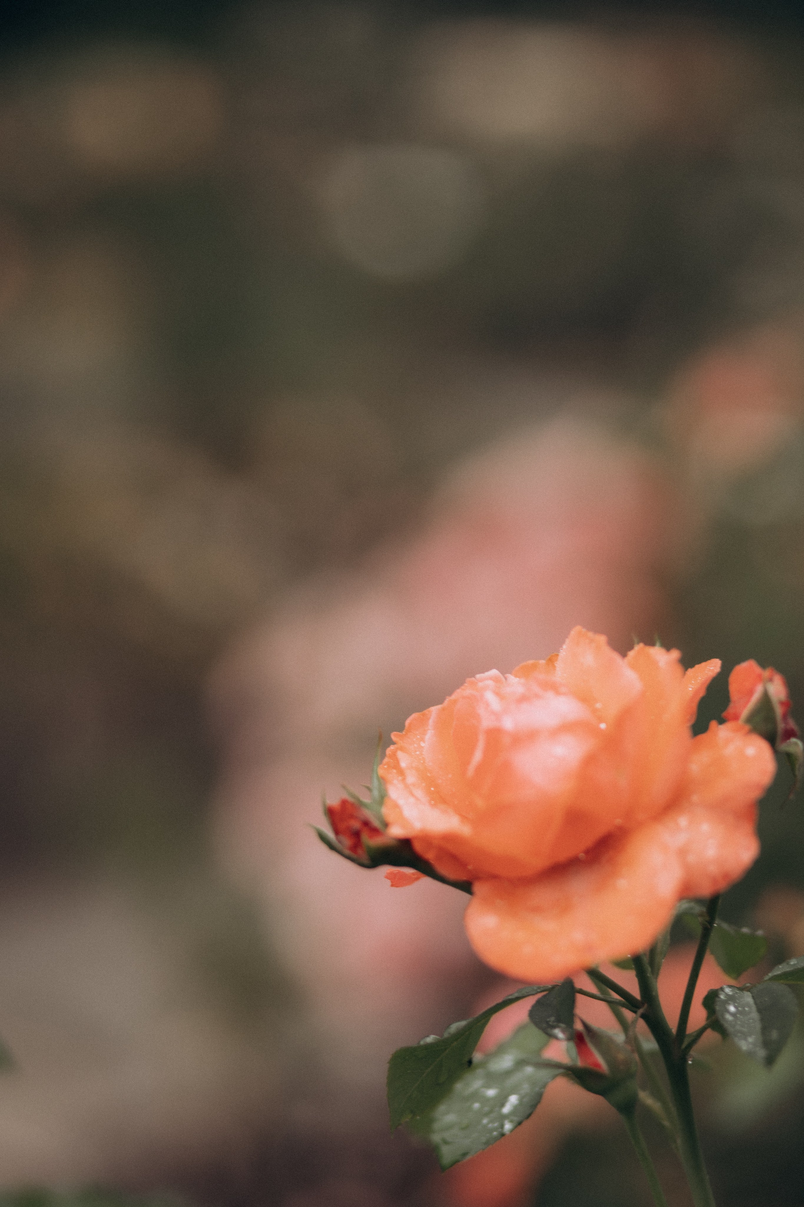 Natural. Семейный и женский фотограф во Владивостоке Тамара Кондор