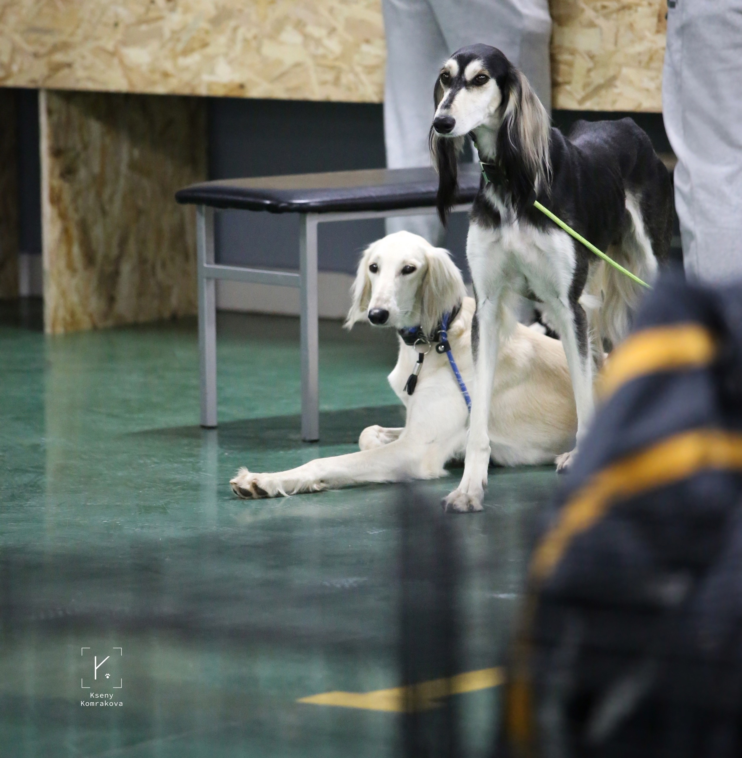 Репортажная фотосъемка. Анималистика. Репортаж. Индивидуальная съемка