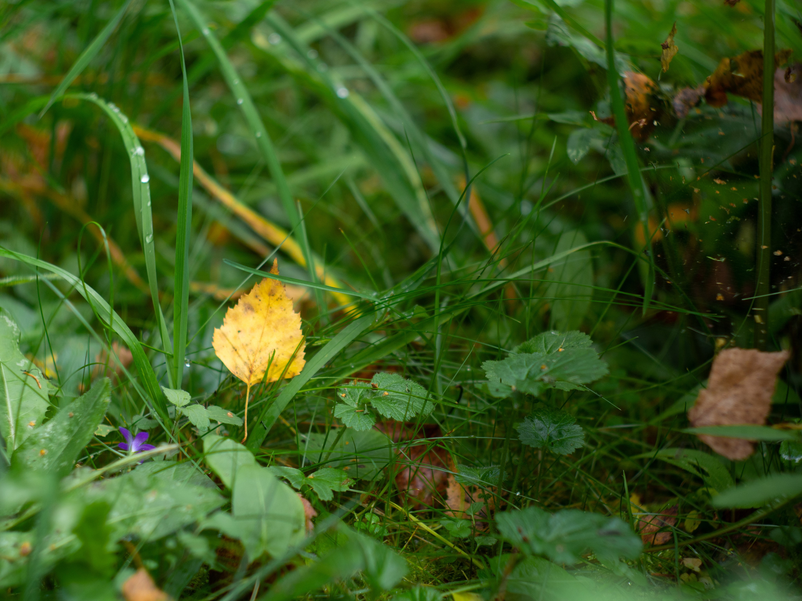 20230923-25 Родники. Дмитрий Ремизов. Фотография, как хобби