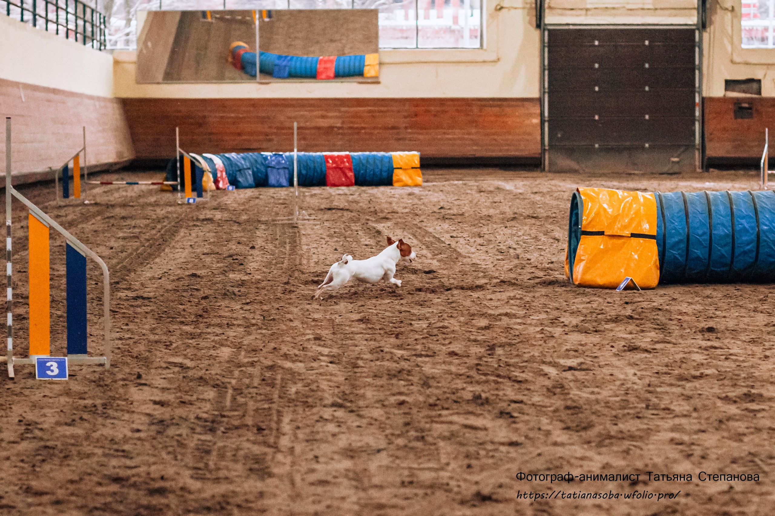Соревнования по Аджилити 25.02.2024. Фотограф-анималист Татьяна Степанова