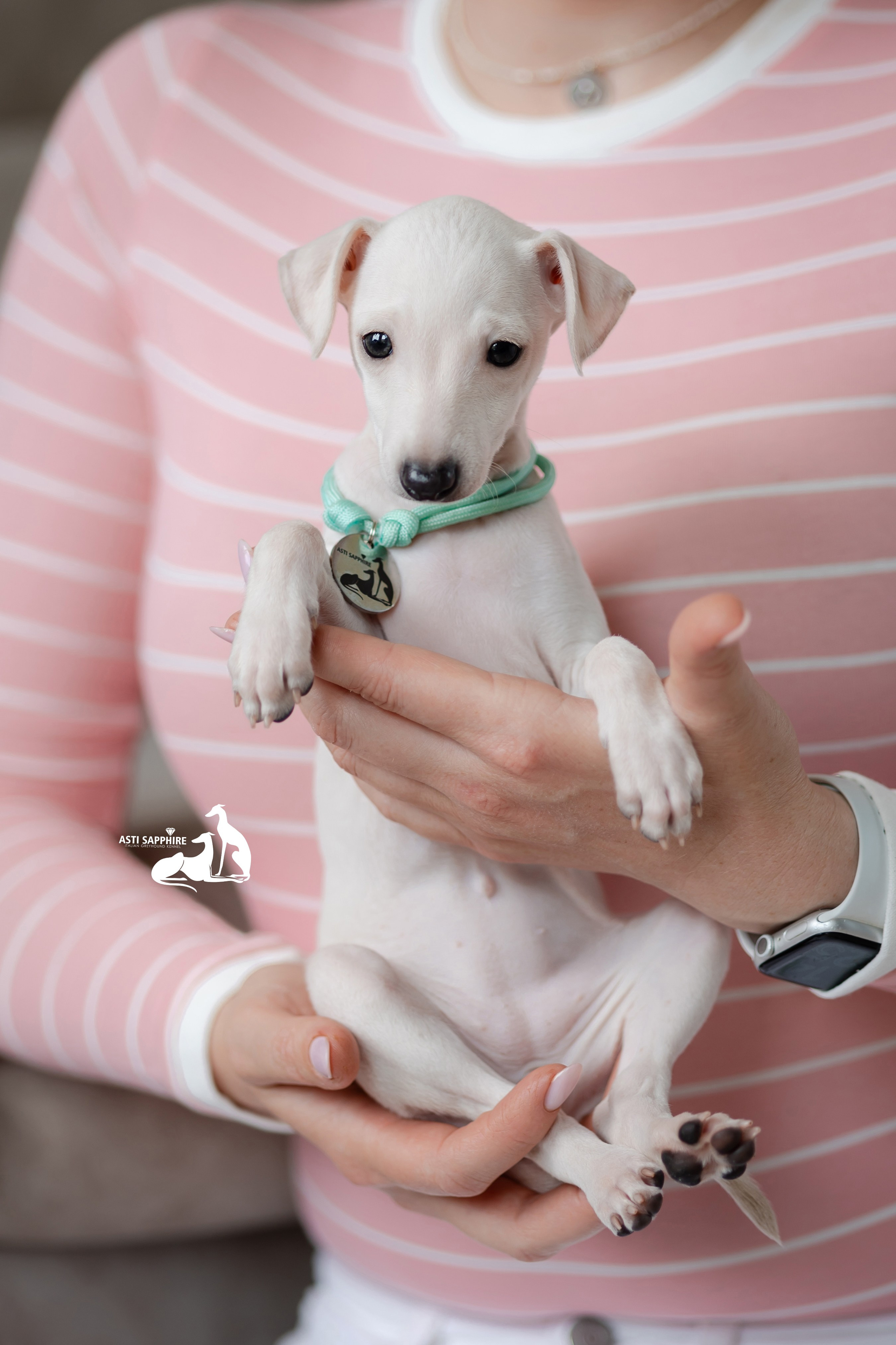 Белоснежные. Professional Italian Greyhound Kennel RKF/FCI ASTI SAPPHIRE 💎 Sochi|St. Petersburg
