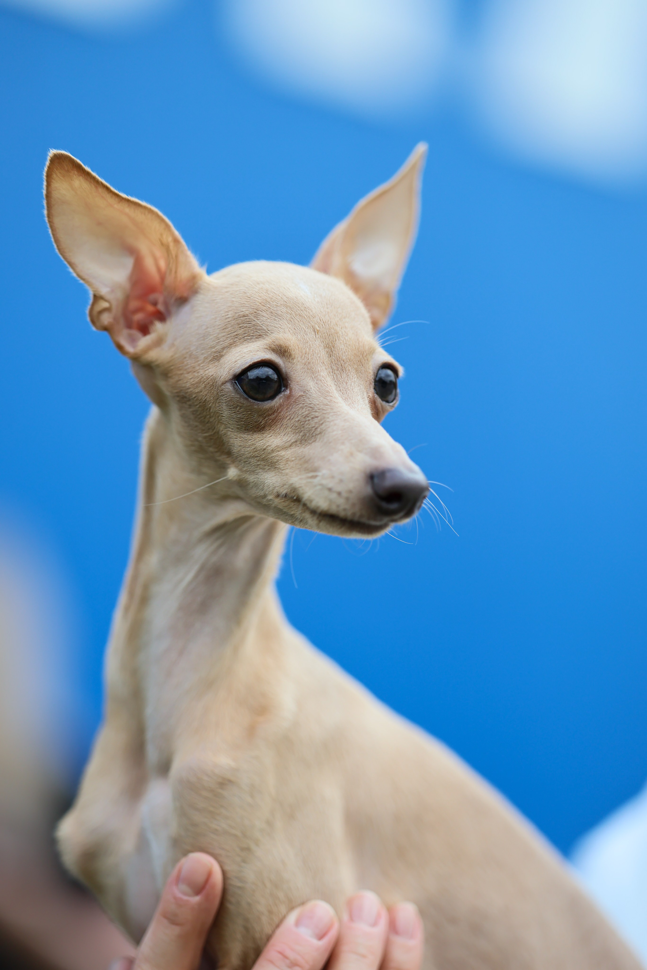Кремовая Лекси. Professional Italian Greyhound Kennel RKF/FCI ASTI SAPPHIRE 💎 Sochi|St. Petersburg