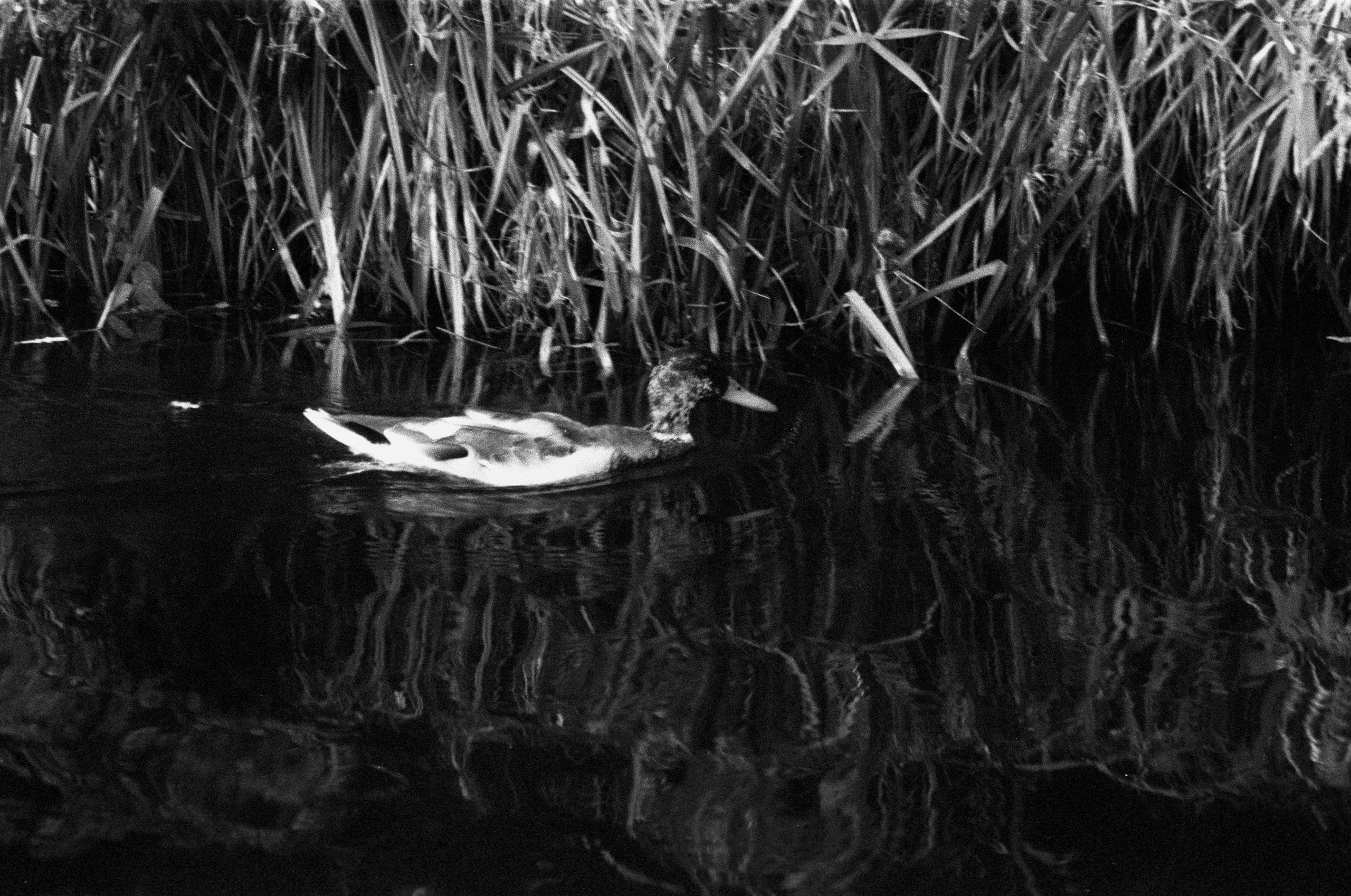 Film. Ruslan UI Dev Page