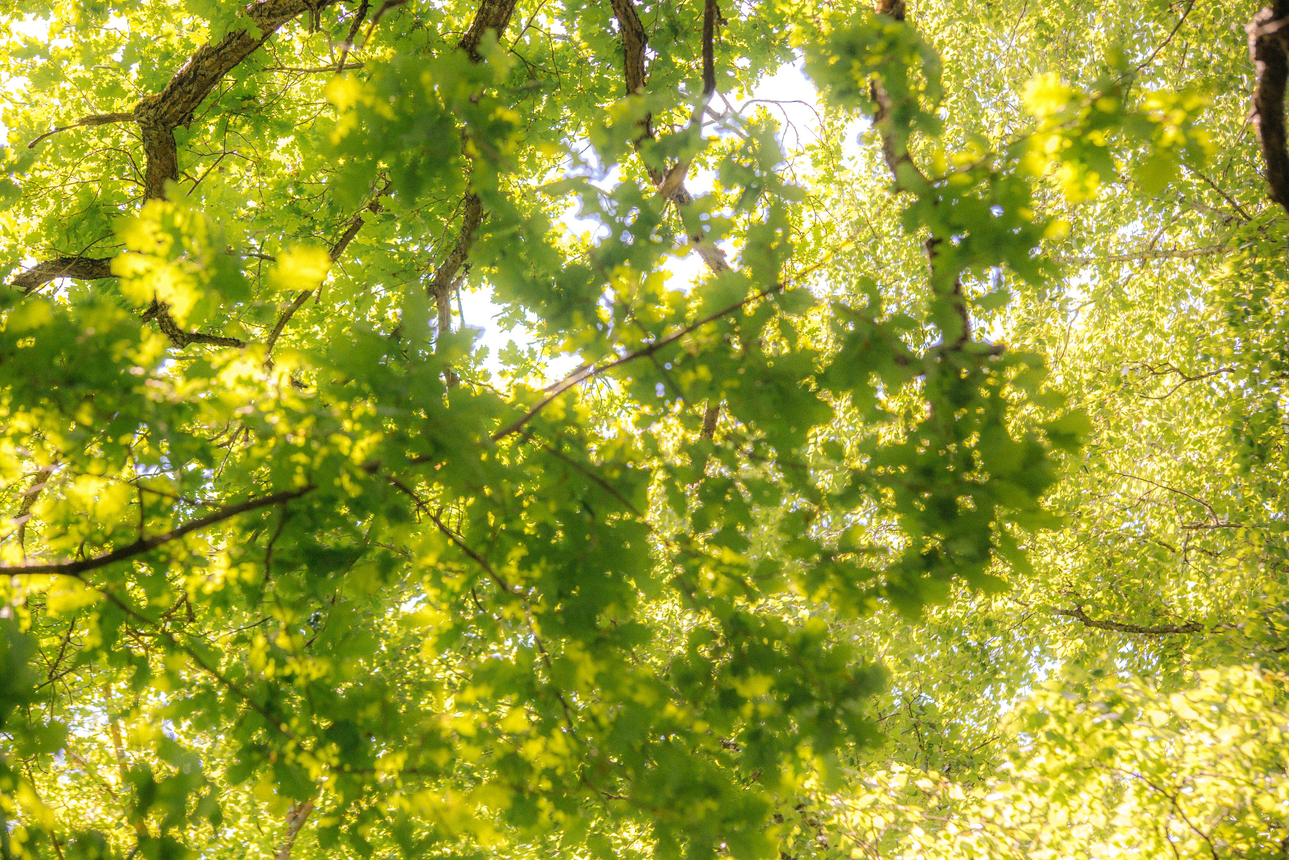 Музей-усадьба «Никольское-Вяземское». Профессиональный фотограф в Мценске и Орловской области