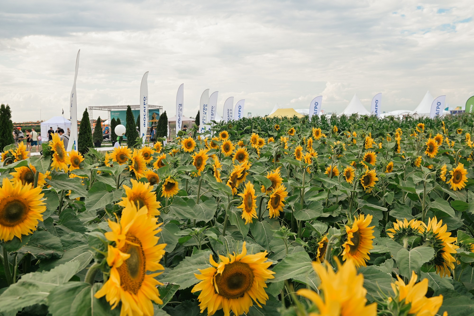 Всероссийский ДЕНЬ ПОЛЯ 2025. Фотограф в Волгограде Виталий Самойлов
