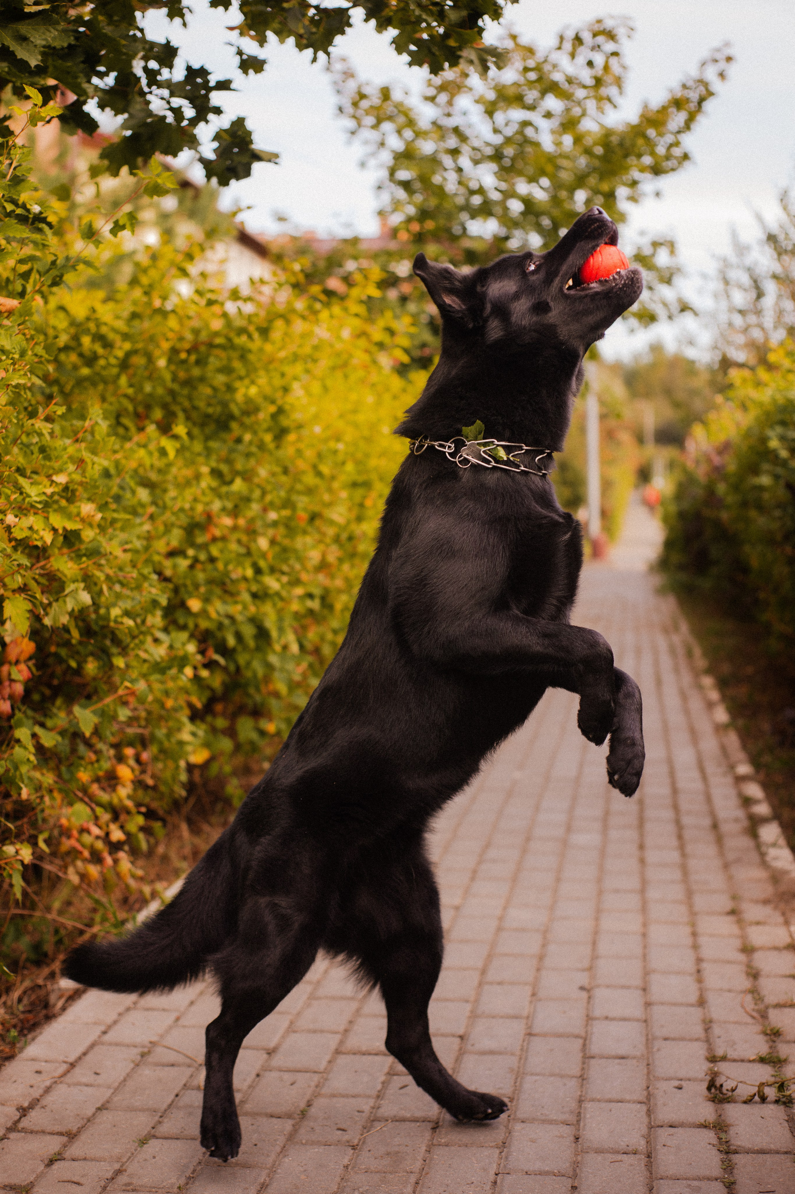 Анна и Лаки. Фотограф-анималист Мария Баркевич | Москва