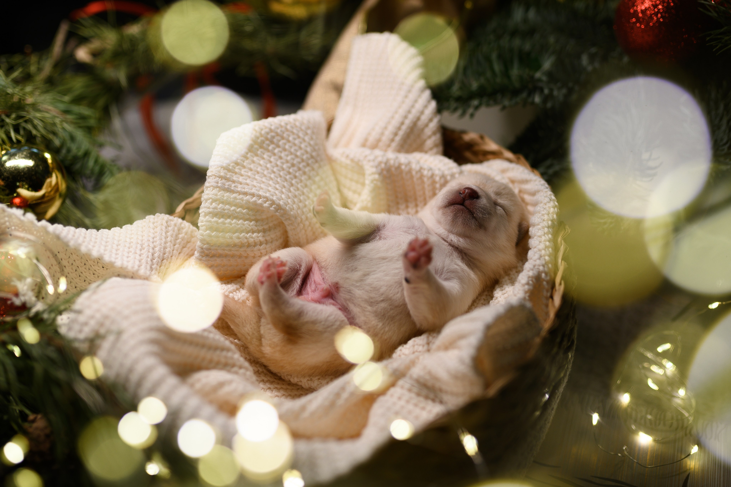 Мамесиба. Фотограф анималист в Москве Ольга Агушева