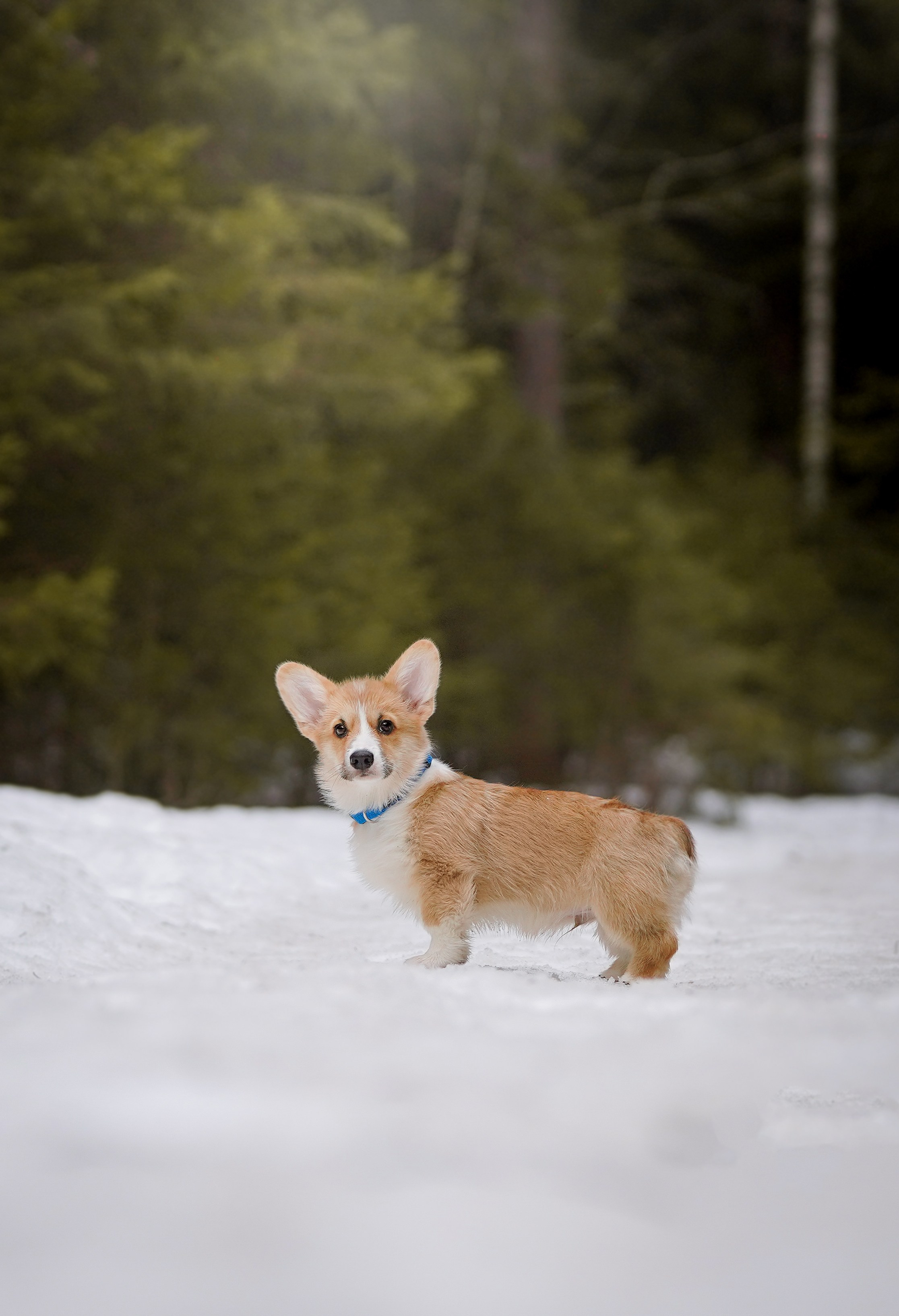 Щенки корги. Фотограф-анималист в Санкт-Петербурге Яна Мартынова