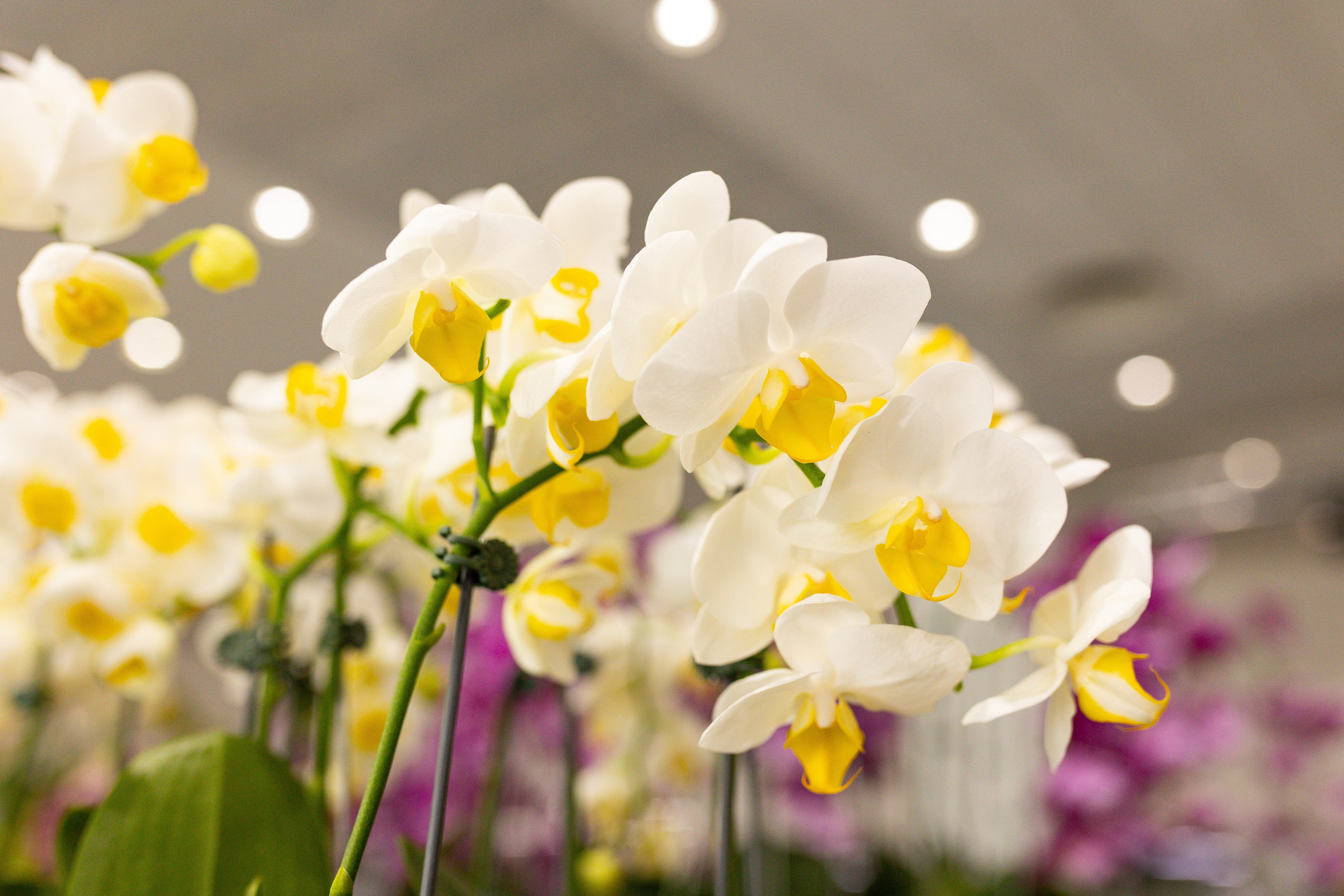 Орхидиум сентябрь 2025. Александра Куликова фотограф, Москва