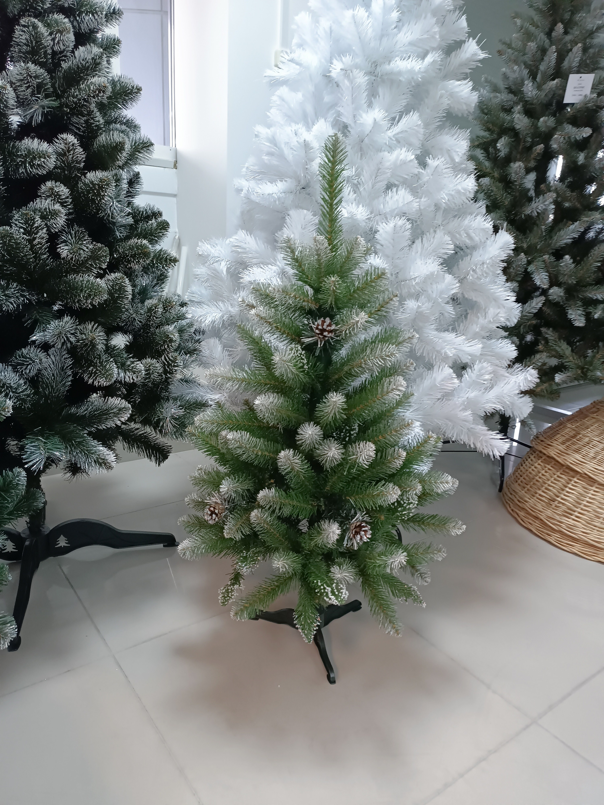 КАРОЛИНА. Elki_grodno