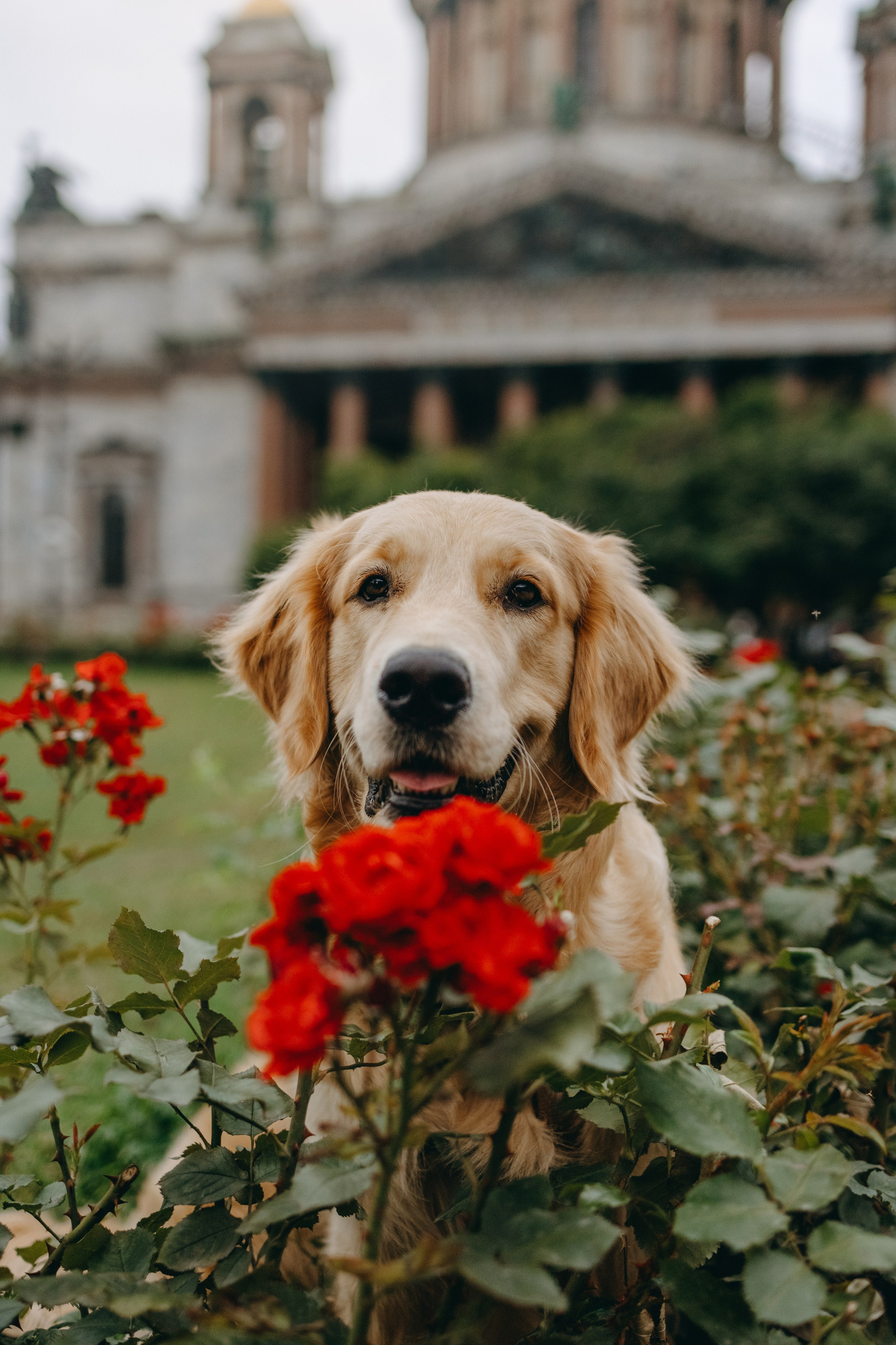 Бетти и ее семья. Фотограф — Анималист | Санкт-Петербург