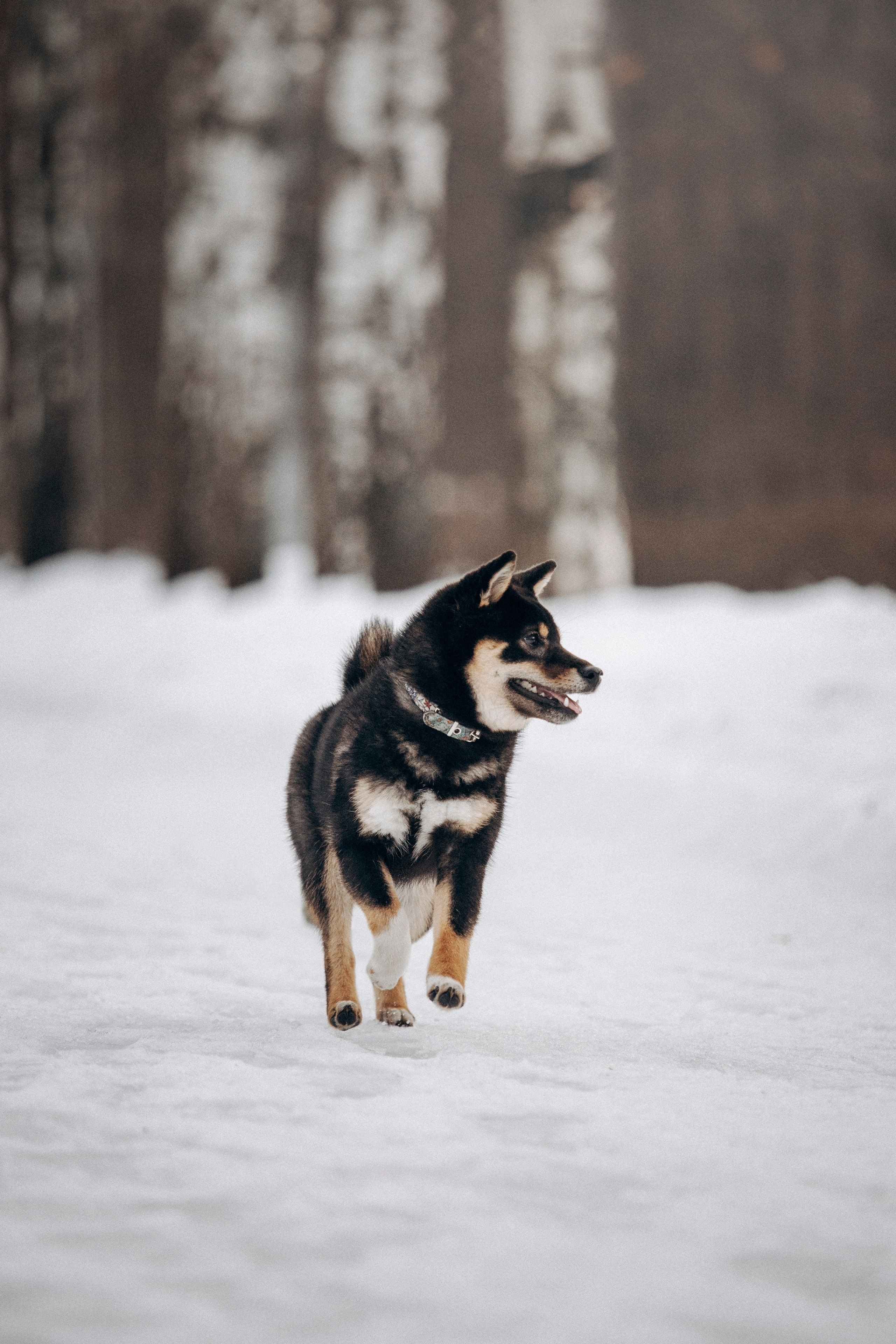 Дарья и Мики. Фотограф — Анималист | Санкт-Петербург