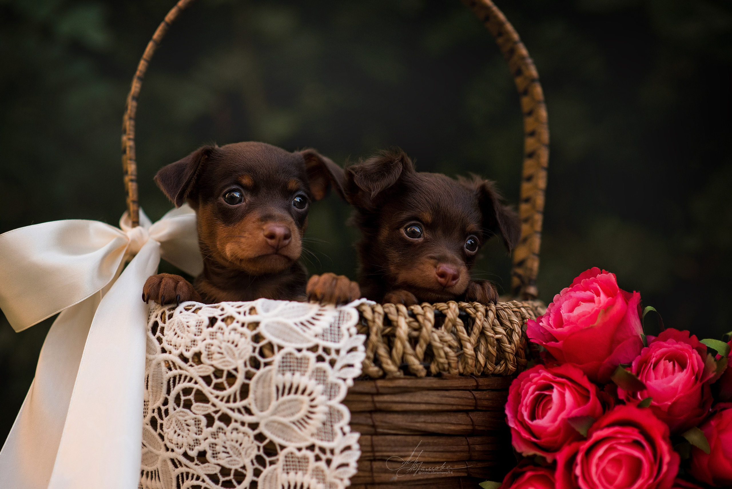 Щенки пражских крысариков — 06.08.2023. Фотограф — Анималист | Анна Абрамова