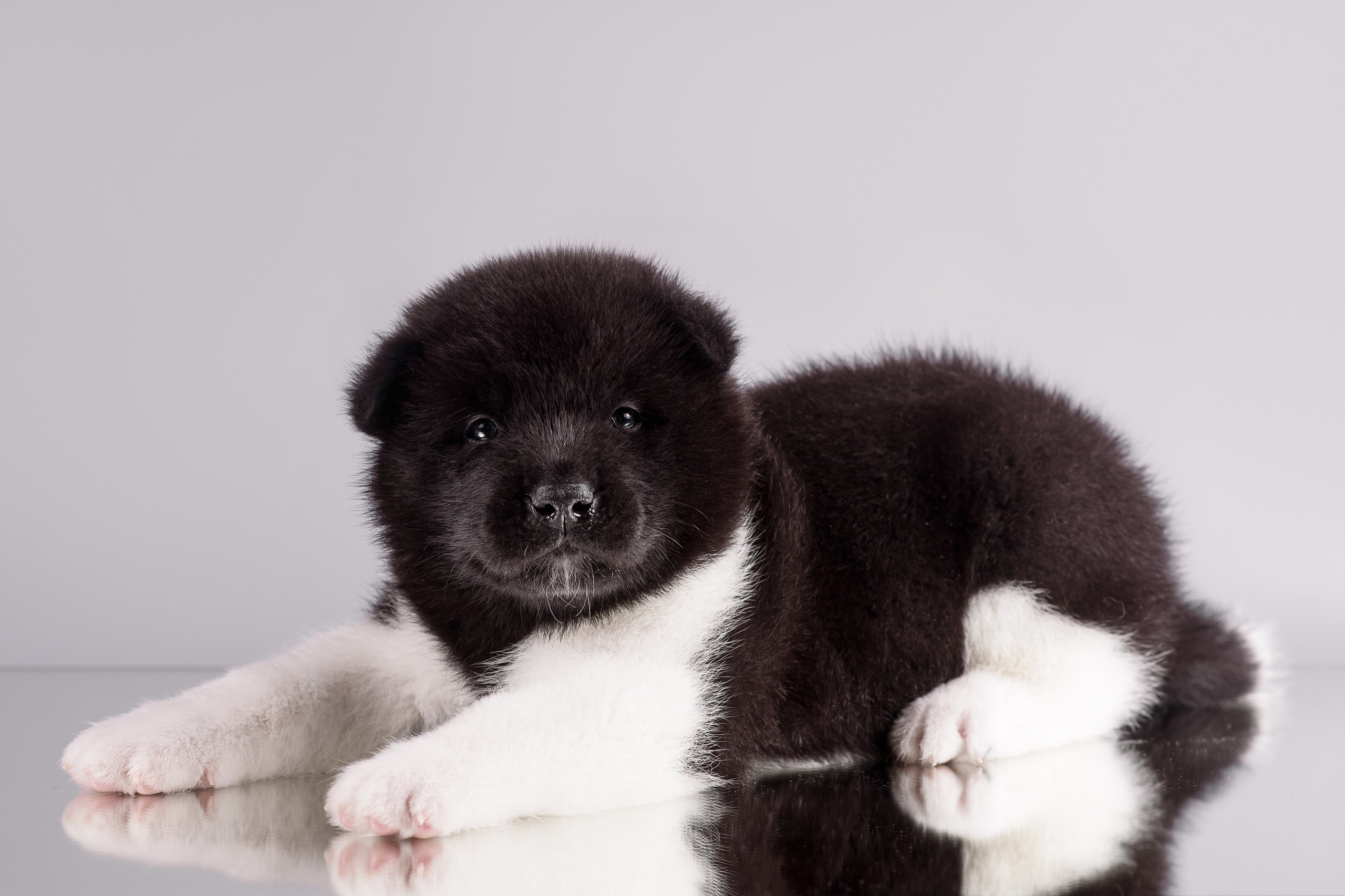 Щенки Американской Акиты — 04.11.2024. Фотограф — Анималист | Анна Абрамова