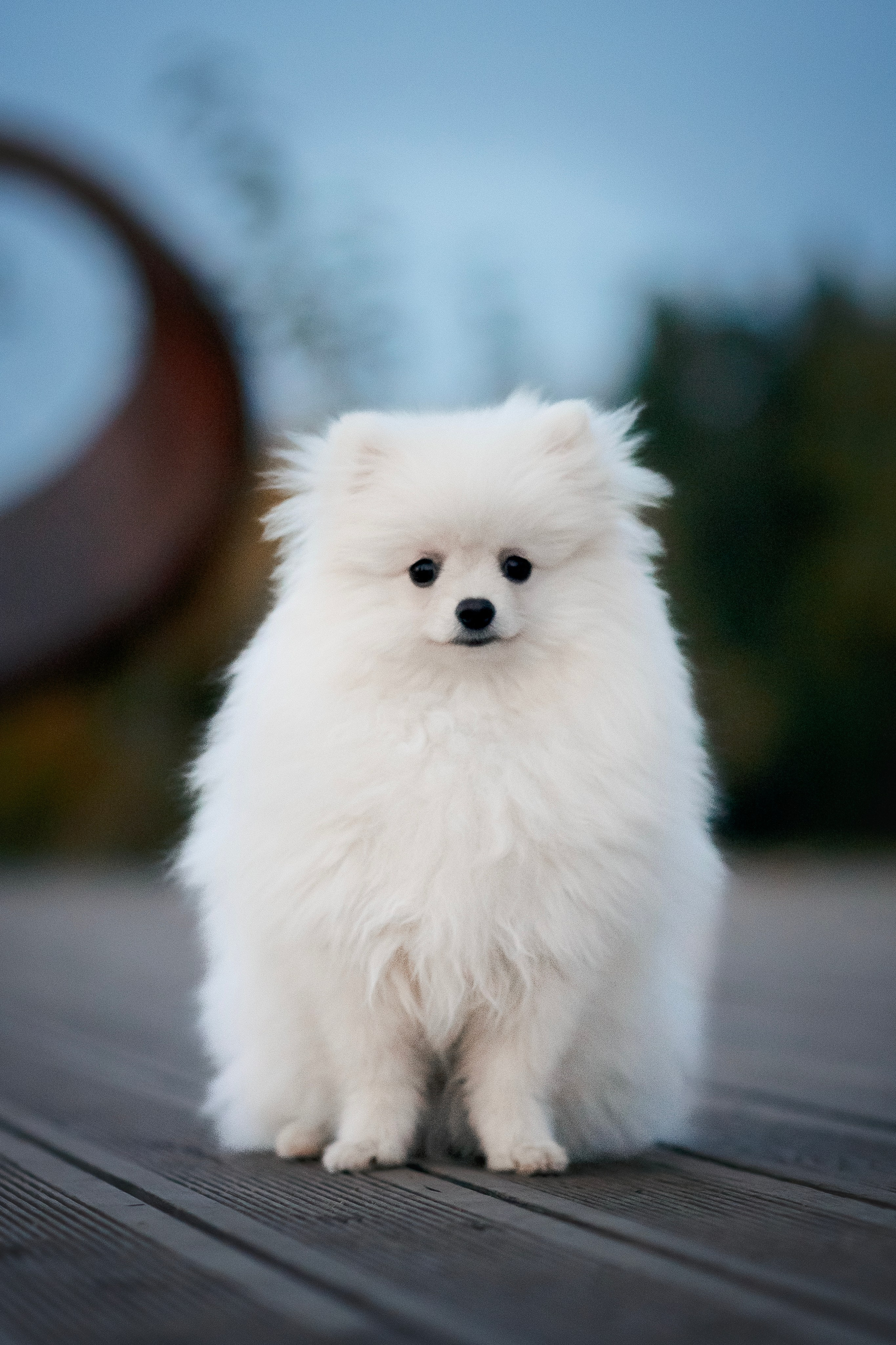 Малый немецкий шпиц — 18.09.2025. Фотограф — Анималист | Анна Абрамова