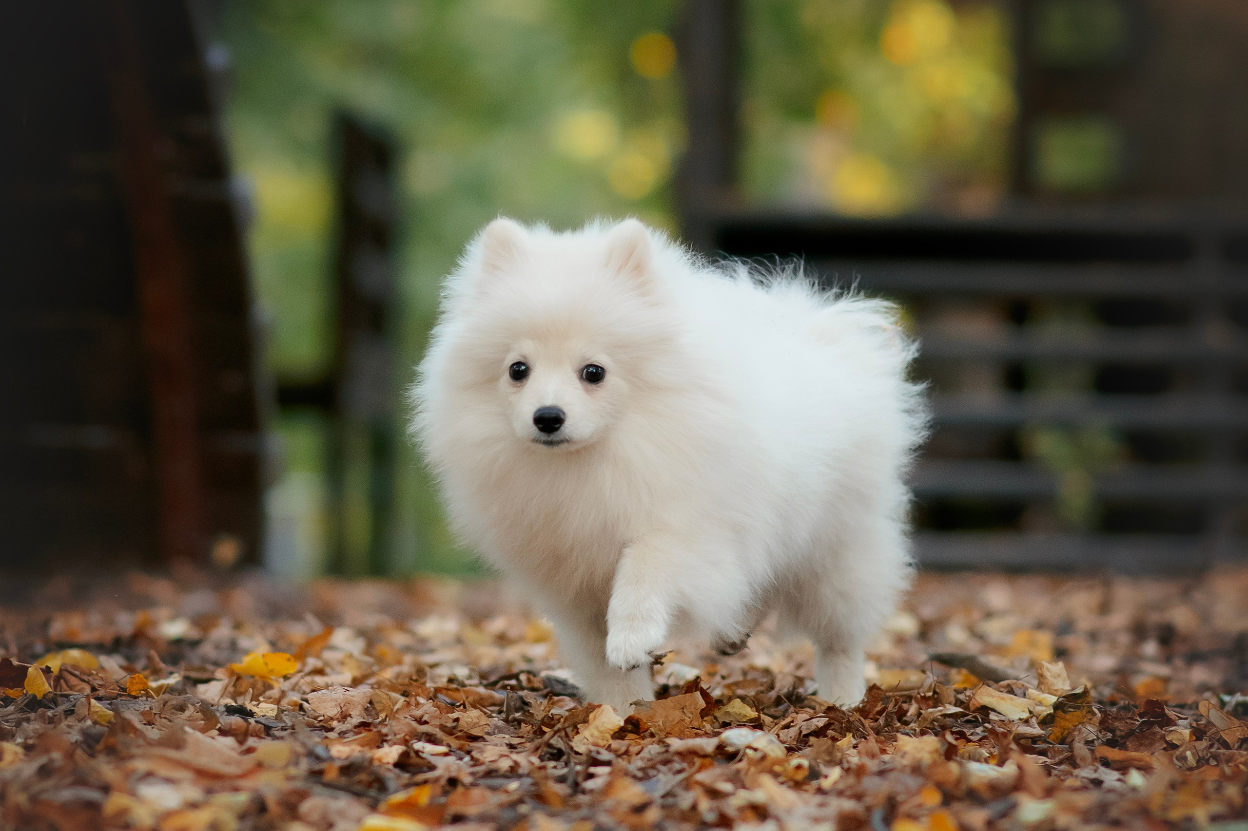 Малый немецкий шпиц — 18.09.2025. Фотограф — Анималист | Анна Абрамова