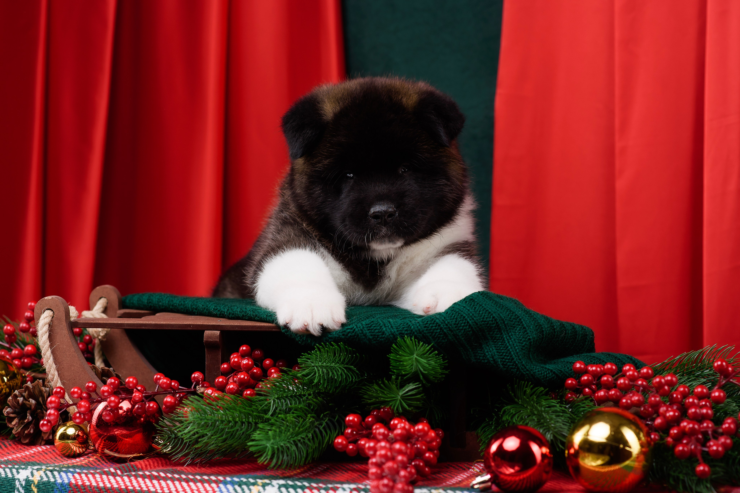 Щенки Американской Акиты. Фотограф — Анималист | Анна Абрамова