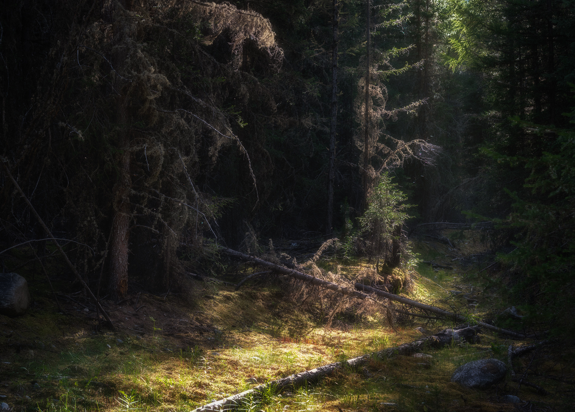 Дремучие дебри Коксу. Кош-Агачский район, июль 2022