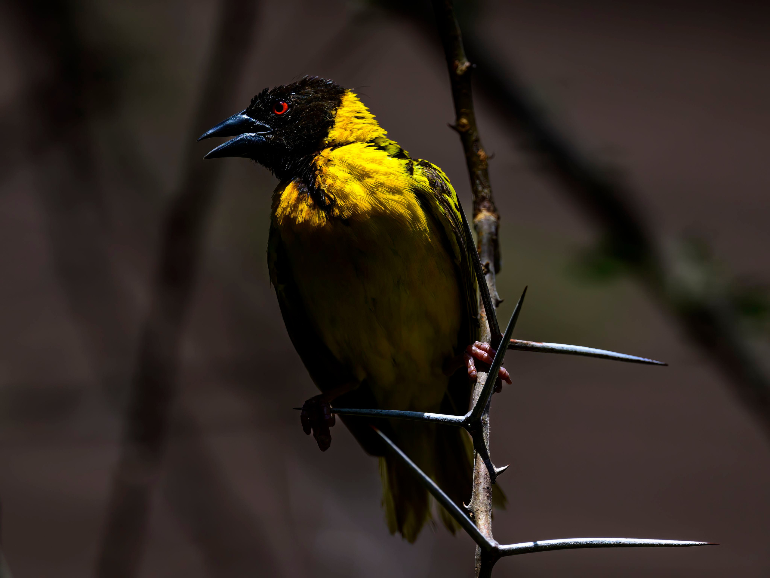 Кения. Wildlife photography by Sergey Puponin