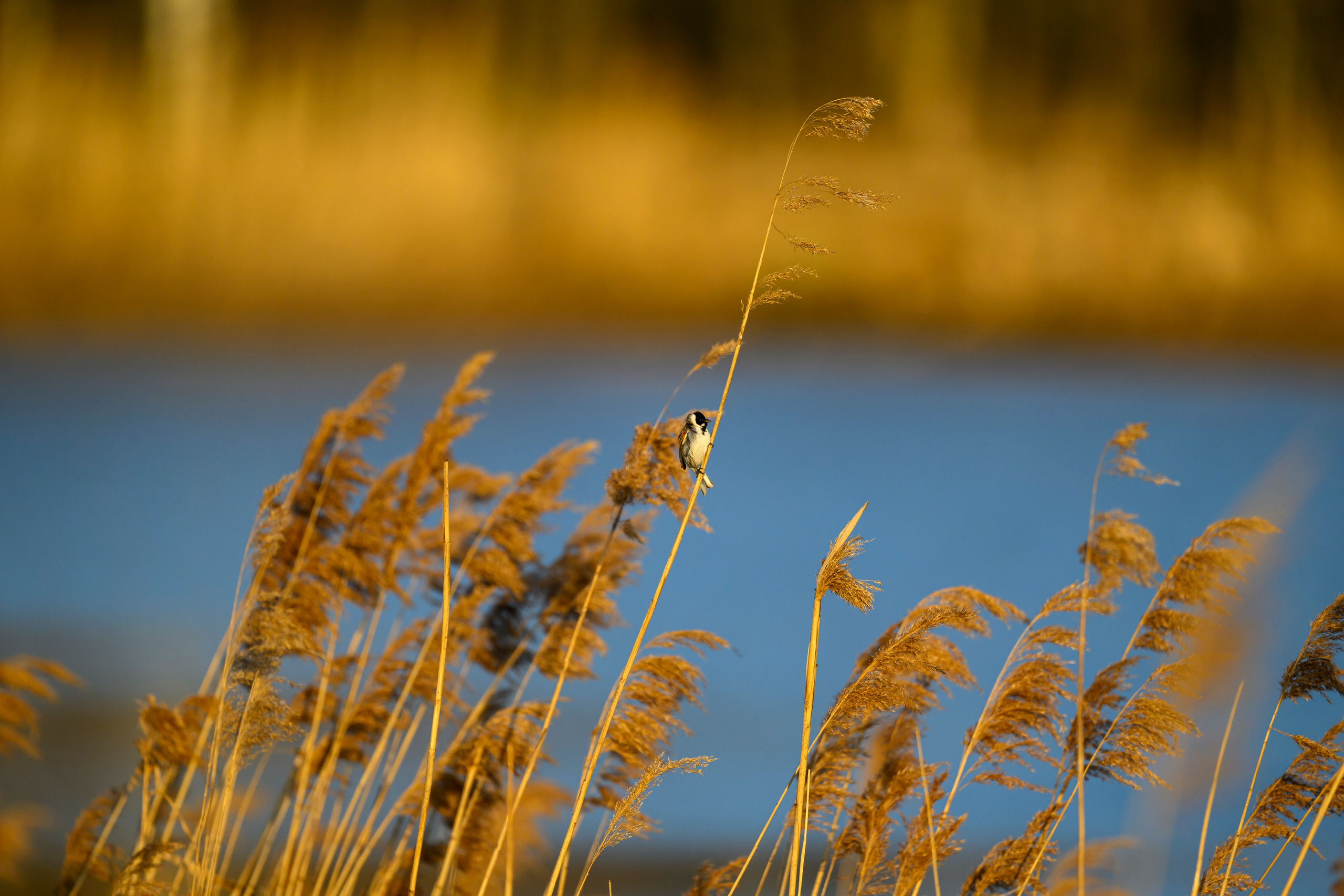 Вороны отжали рыбу у коршуна. Wildlife photography by Sergey Puponin