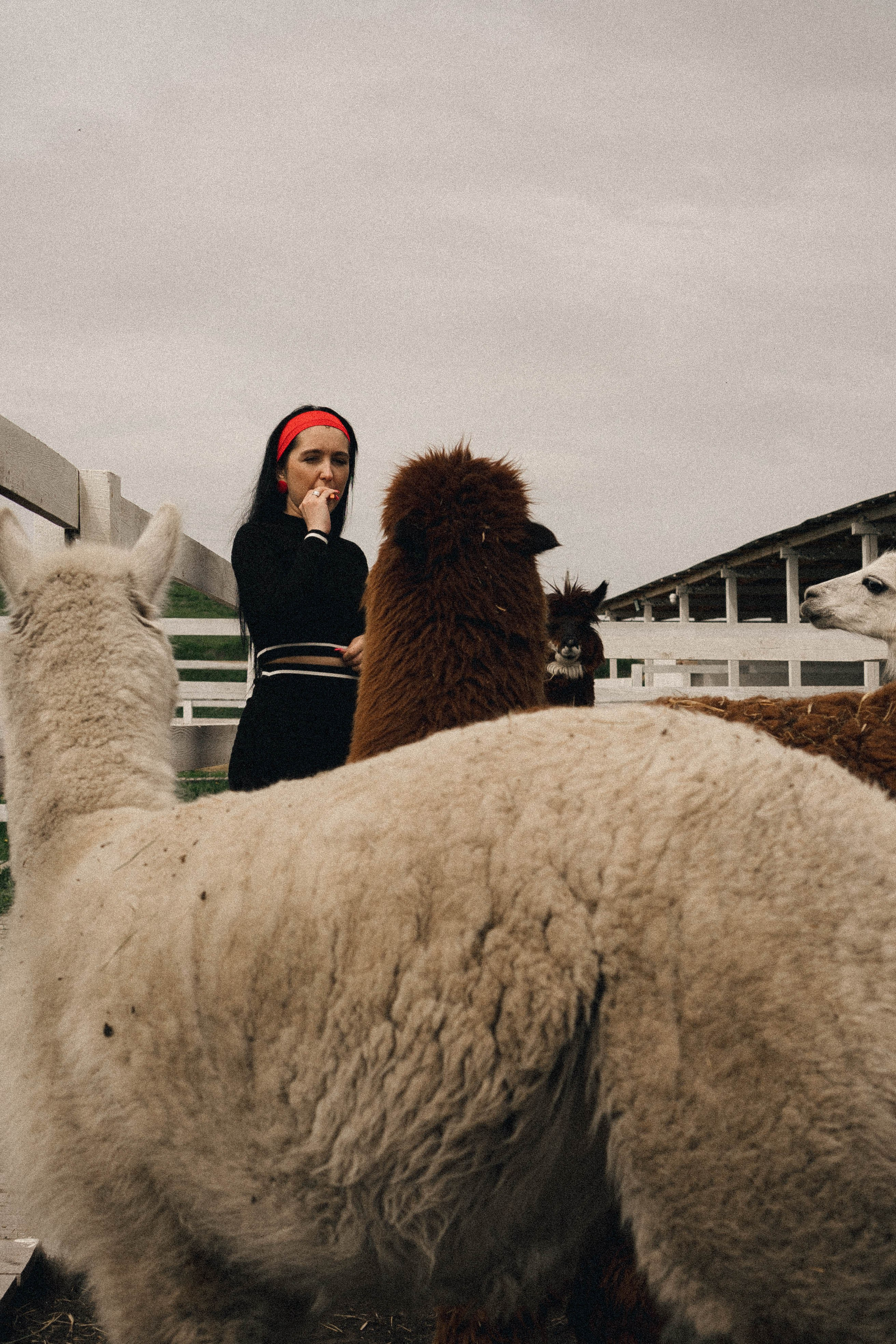 Ферма Альпак. Профессиональный фотограф, Санкт-Петербург — Виктория Богомолова