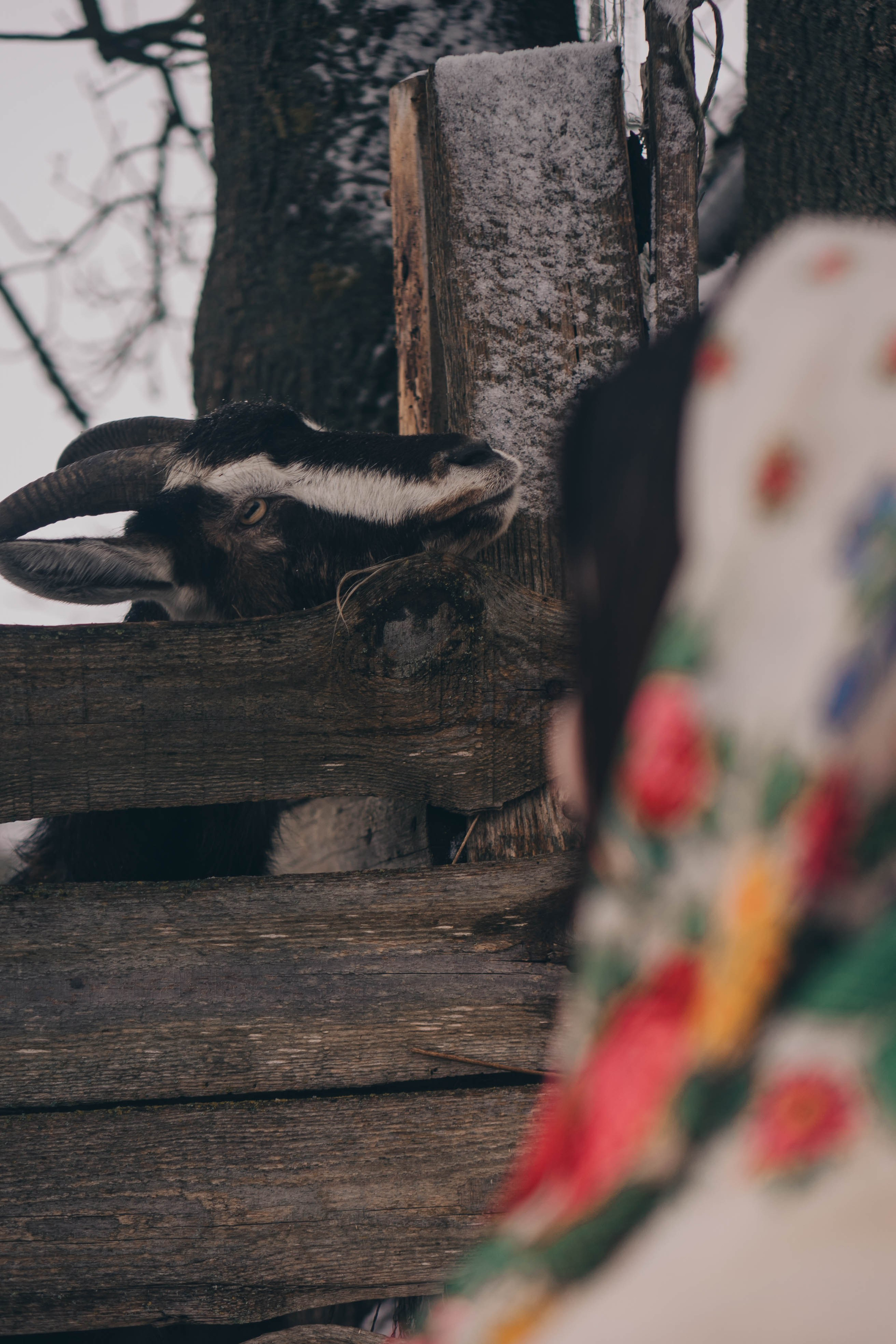 Деревня. Профессиональный фотограф, Санкт-Петербург — Виктория Богомолова