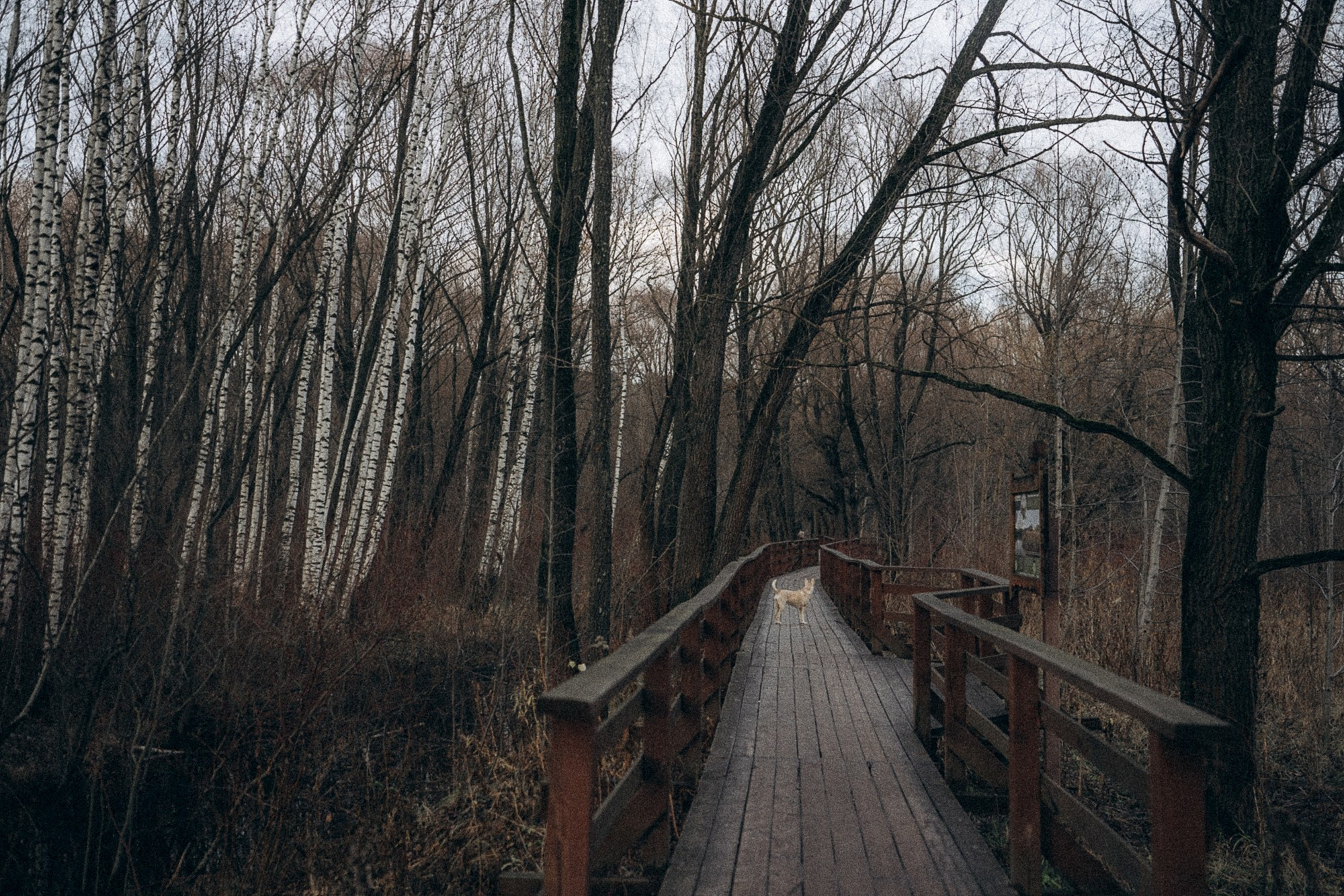 Туся. Фотограф анималист в Москве и Санкт-Петербурге Свиридова Анна