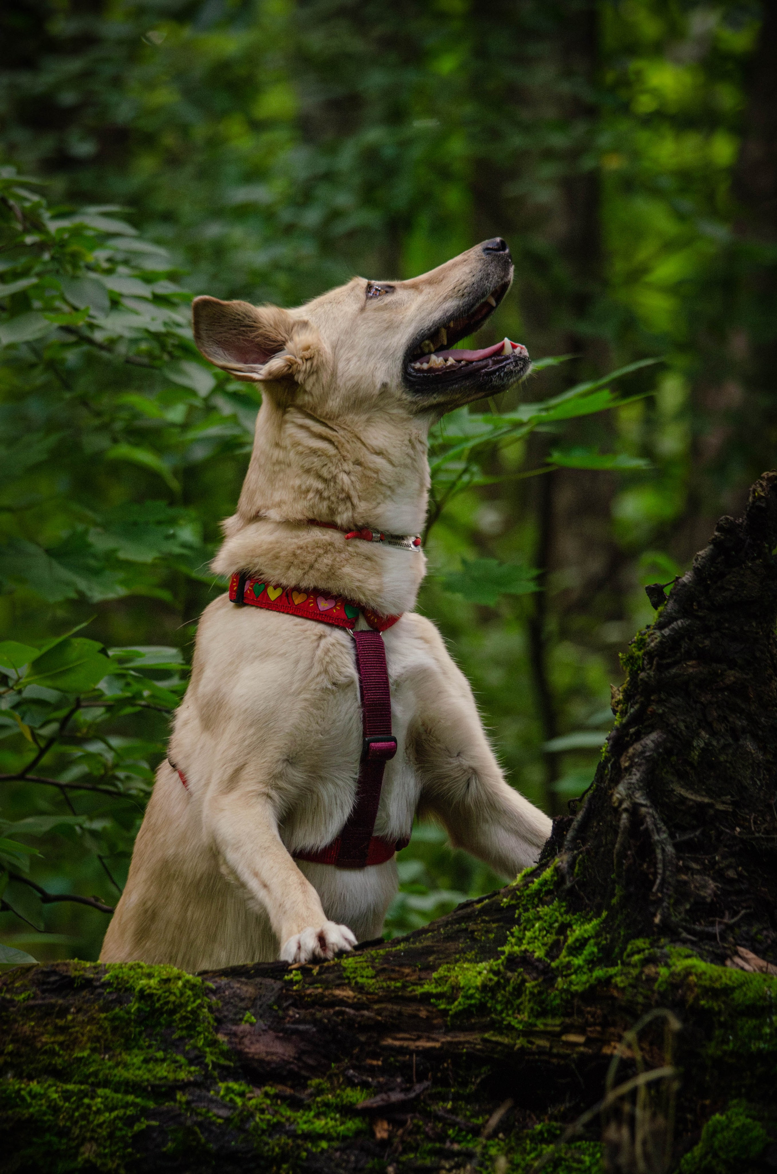 Мира и Барон. Фотограф Светлана Блинова, Москва и Московская область