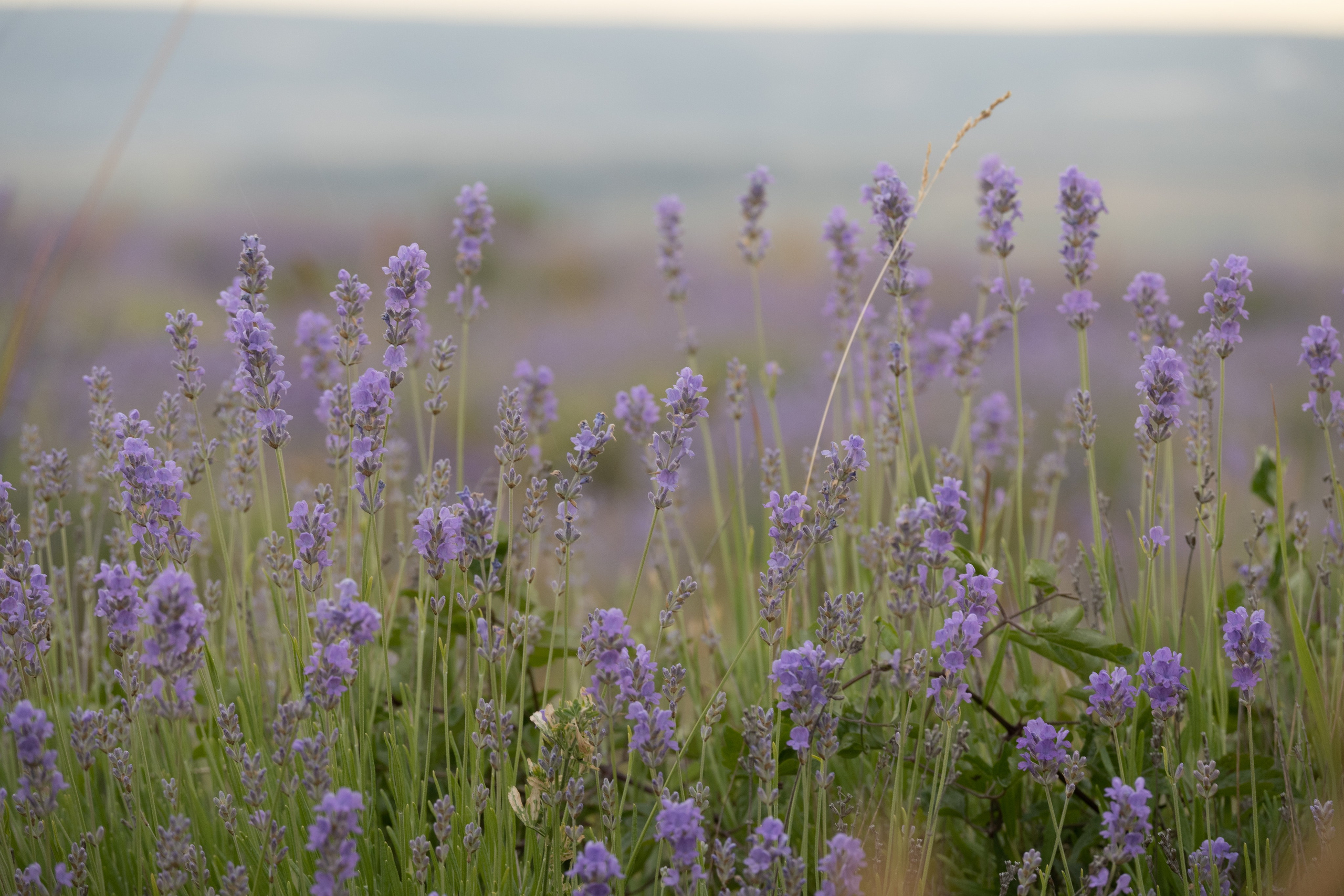 Мать и дочь: счастье быть рядом. Портретный фотограф в Москве Екатерина Богдасарова