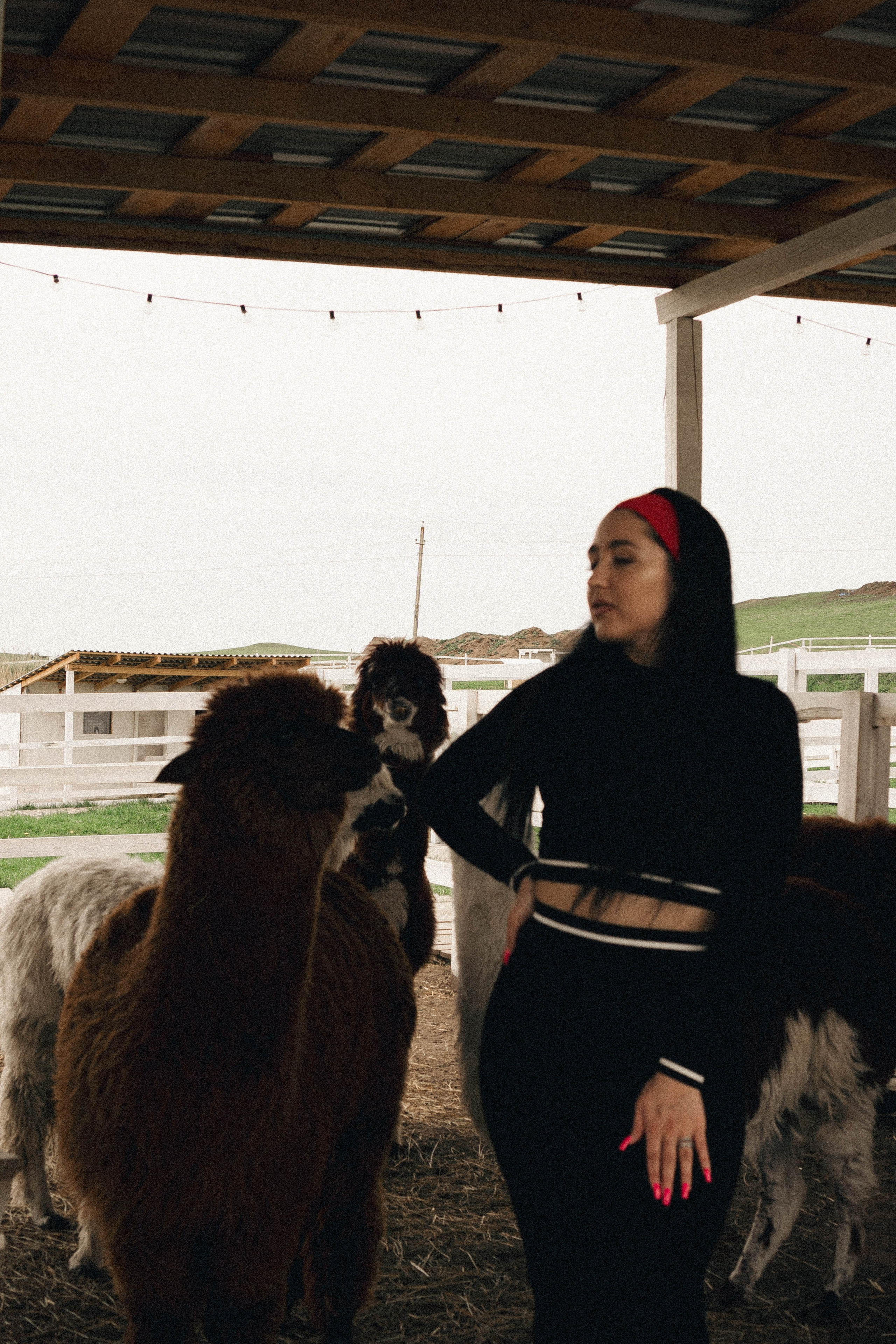 Ферма Альпак. Профессиональный фотограф, Санкт-Петербург — Виктория Богомолова