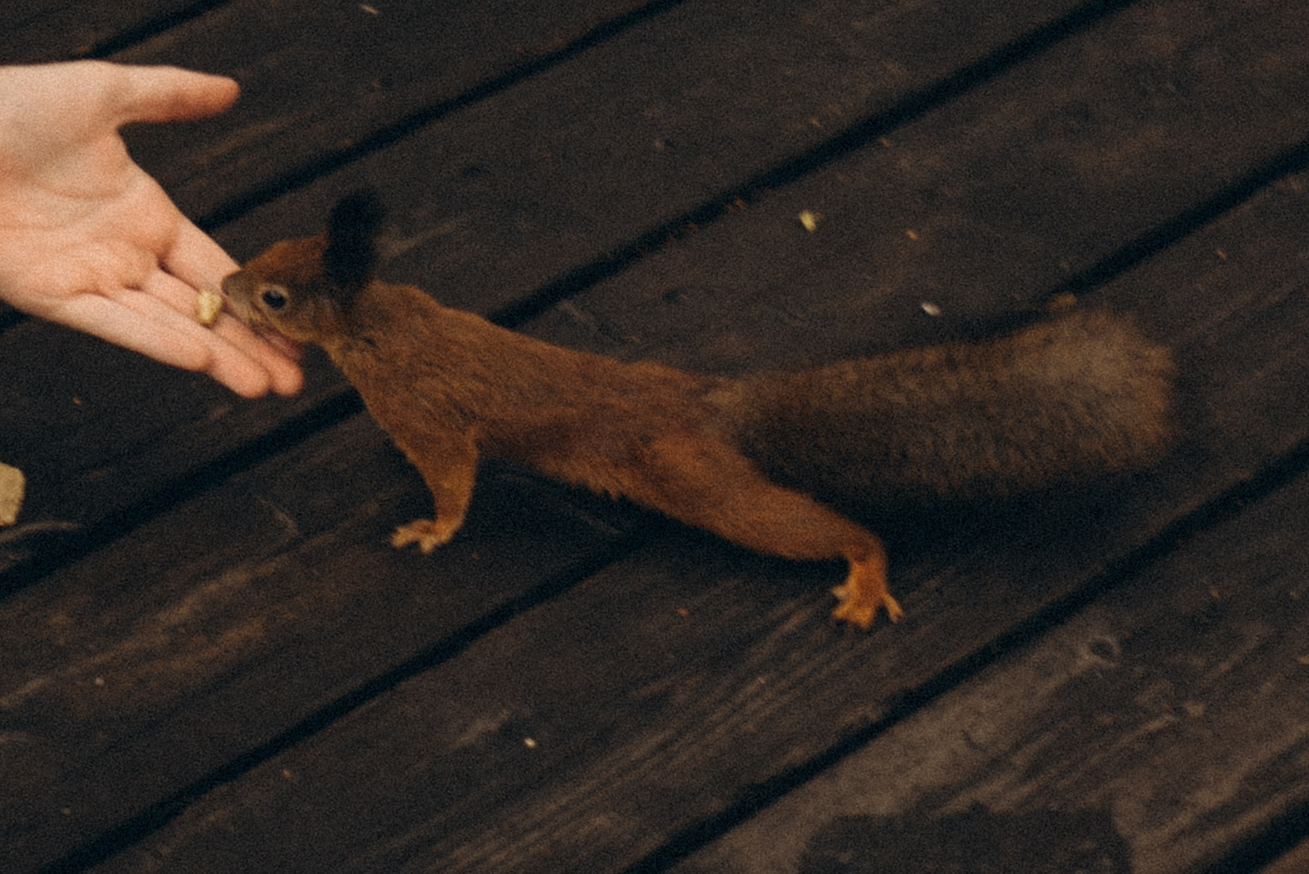 День рождения малышки. Профессиональный фотограф, Санкт-Петербург — Виктория Богомолова