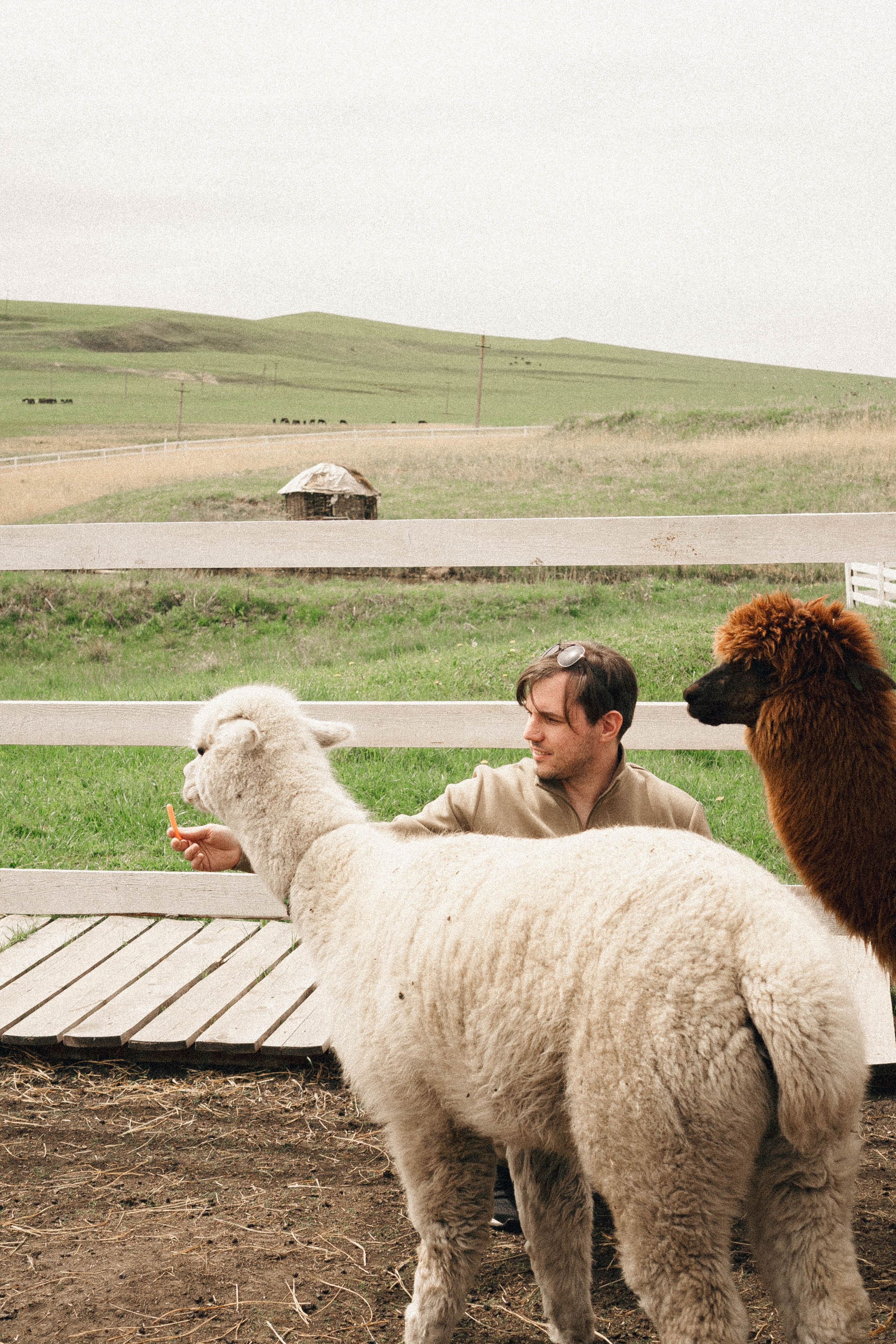 Ферма Альпак. Профессиональный фотограф, Санкт-Петербург — Виктория Богомолова