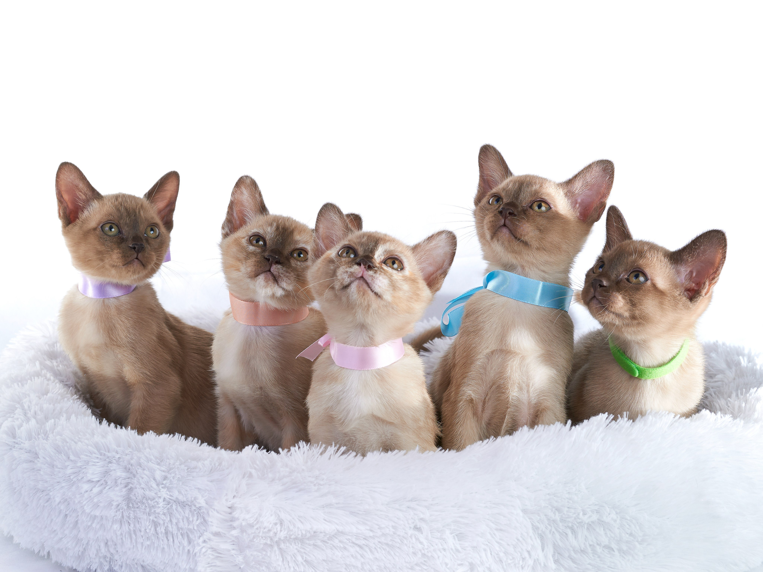 Анималистика. Выездные съемки. Фотограф людей и животных в Санкт-Петербурге Марина Бурмистрова