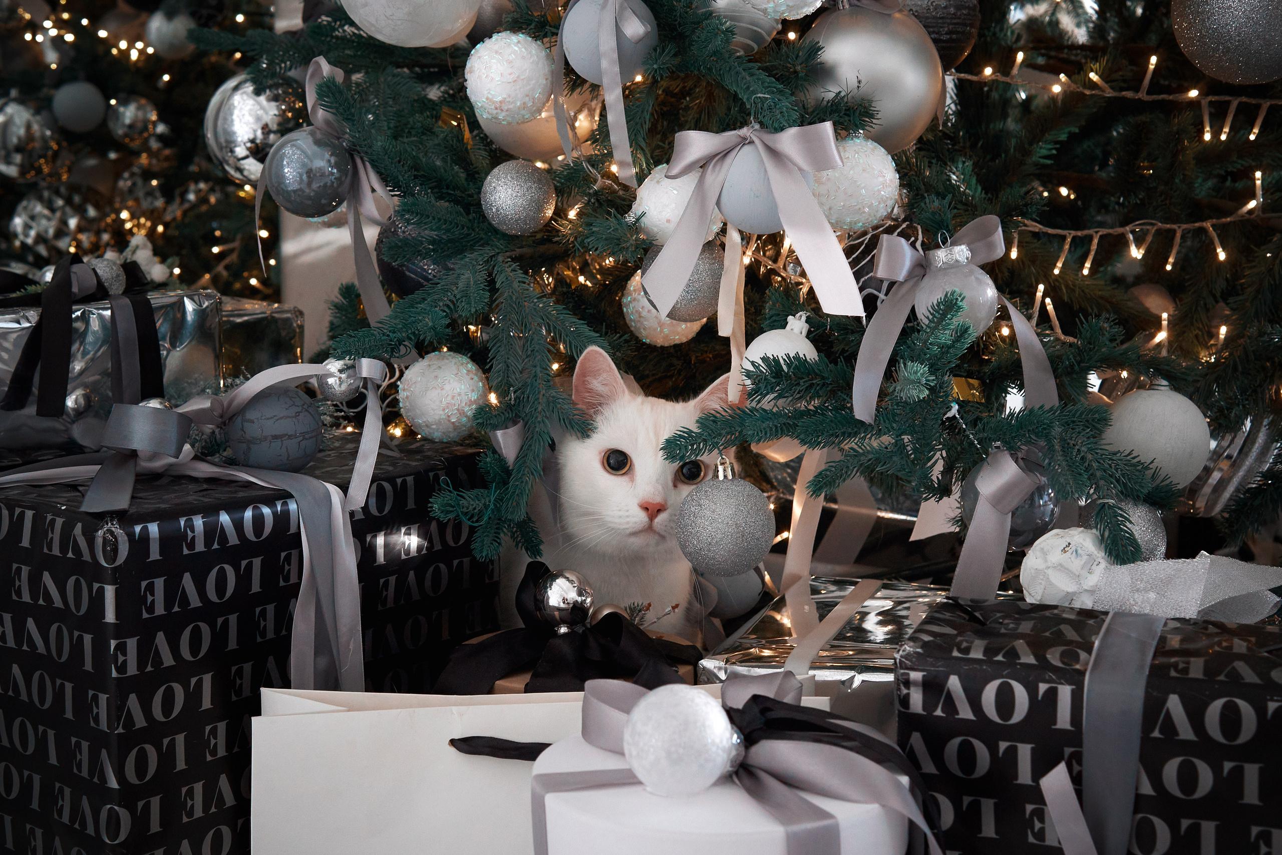 Анималистика. Студийные съемки. Фотограф людей и животных в Санкт-Петербурге Марина Бурмистрова