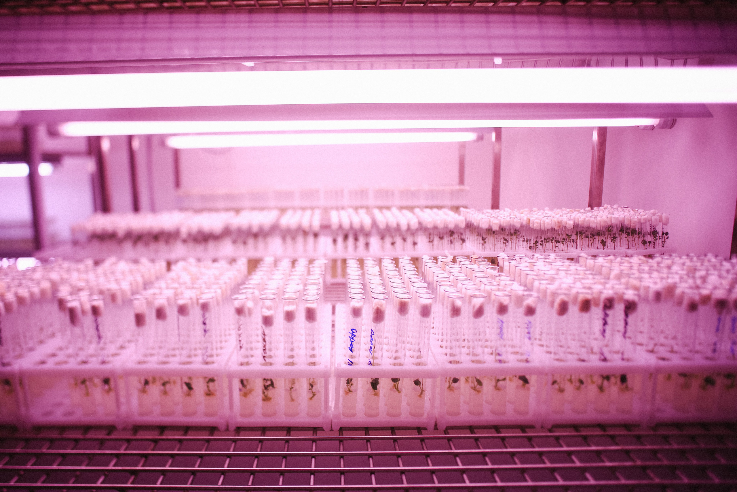 Пресс-тур для Неизвестного Кавказа. Свадебный и портретный фотограф в Пятигорске, КМВ — Власова Юля