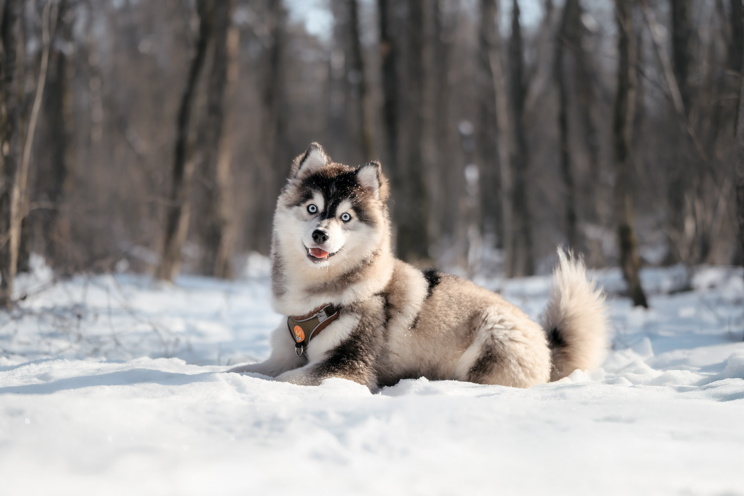 Виктория и 4 помски. Фотограф Анималист в Москве Анастасия Жучкова