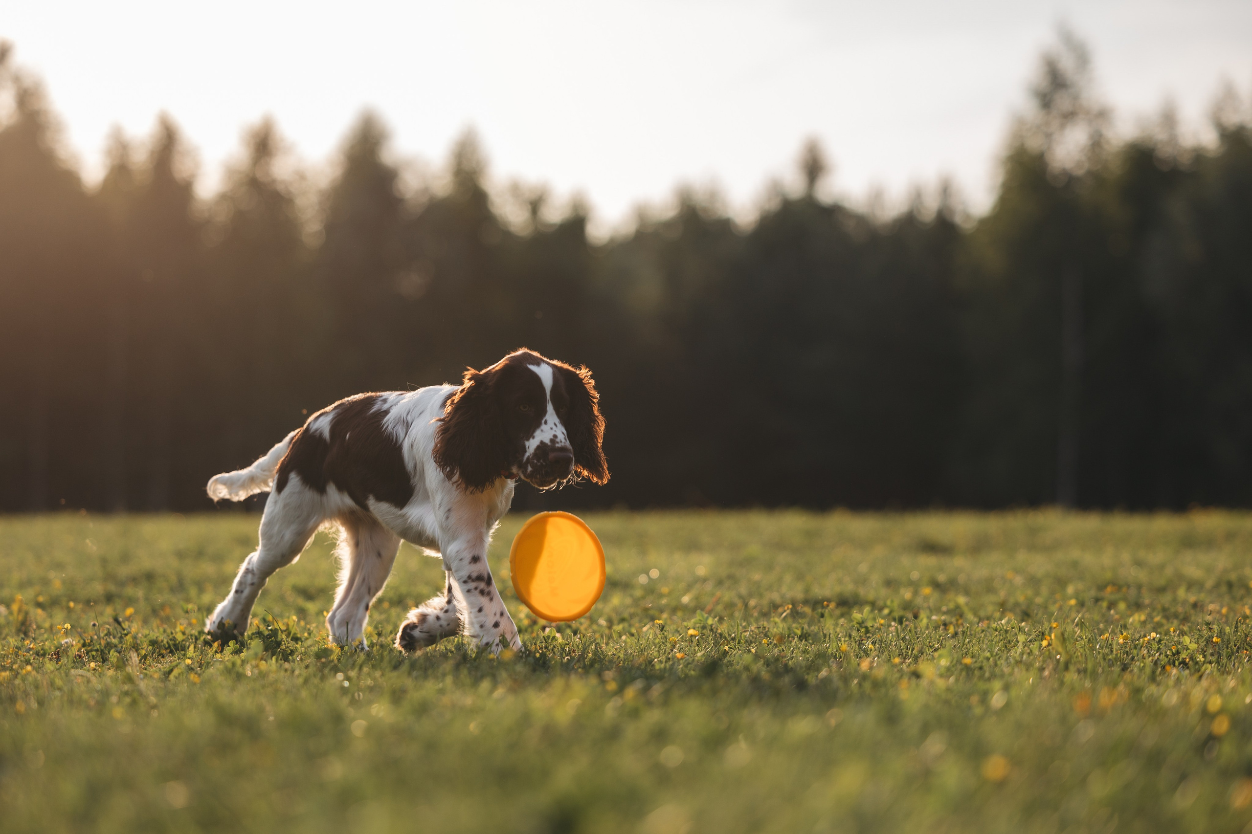 На закате. Фотограф Анималист в Москве Анастасия Жучкова