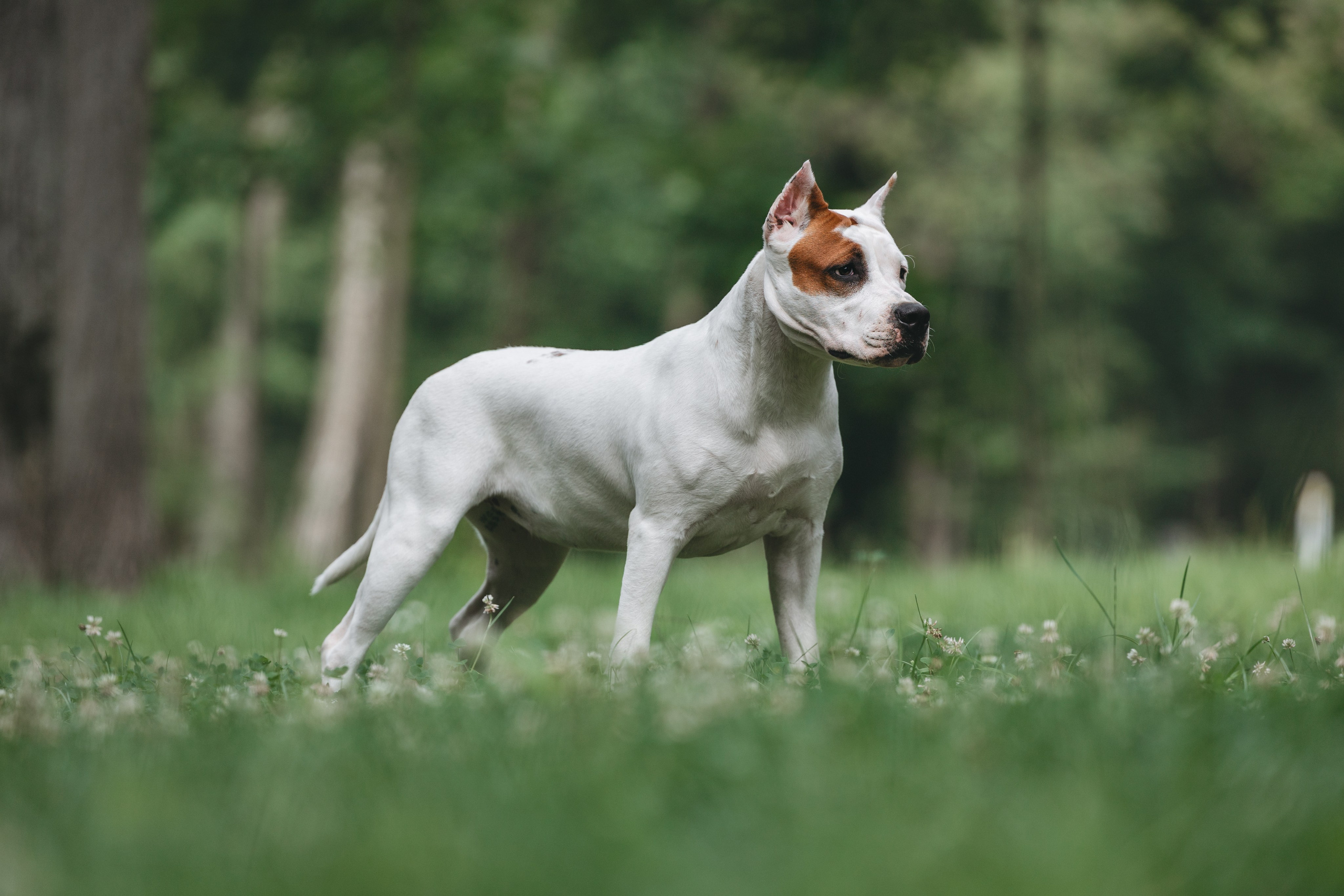 Американский стаффордширский терьер. Фотограф Анималист в Москве Анастасия Жучкова